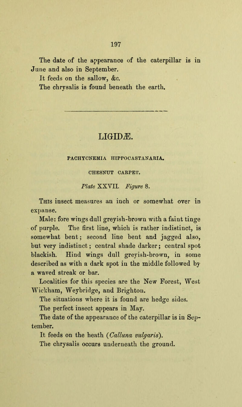 The date of the appearance of the caterpillar is in June and also in September. It feeds on the sallow, &c. The chrysalis is found beneath the earth. LIGIDiE. PACHYCNEMIA HIPPOCASTANARIA. CHESNUT CARPET. Plate XXVII. Figure 8. This insect measures an inch or somewhat over in expanse. Male: fore wings dull greyish-brown with a faint tinge of purple. The first line, which is rather indistinct, is somewhat bent; second line bent and jagged also, but very indistinct; central shade darker; central spot blackish. Hind wings dull greyish-brown, in some described as with a dark spot in the middle followed by a waved streak or bar. Localities for this species are the New Forest, West Wickham, Weybridge, and Brighton. The situations where it is found are hedge sides. The perfect insect appears in May. The date of the appearance of the caterpillar is in Sep- tember. It feeds on the heath (Calluna vulgaris).
