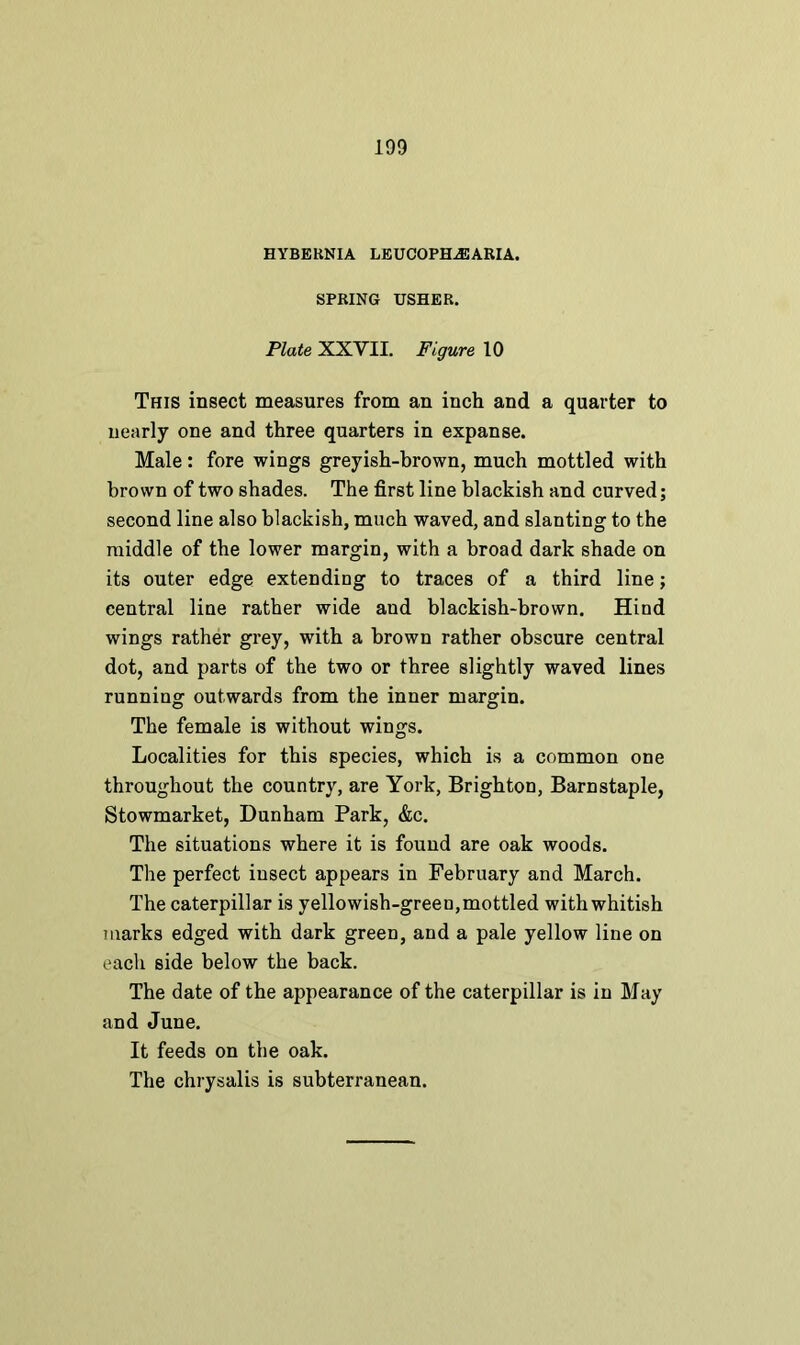 HYBEHNIA LEUCOPH.EARIA. SPRING USHER. Plate XXVII. Figure 10 This insect measures from an inch and a quarter to nearly one and three quarters in expanse. Male: fore wings greyish-brown, much mottled with brown of two shades. The first line blackish and curved; second line also blackish, much waved, and slanting to the middle of the lower margin, with a broad dark shade on its outer edge extending to traces of a third line; central line rather wide aud blackish-brown. Hind wings rather grey, with a brown rather obscure central dot, and parts of the two or three slightly waved lines running outwards from the inner margin. The female is without wings. Localities for this species, which is a common one throughout the country, are York, Brighton, Barnstaple, Stowmarket, Dunham Park, &c. The situations where it is found are oak woods. The perfect insect appears in February and March. The caterpillar is yellowish-green,mottled with whitish marks edged with dark green, and a pale yellow line on each side below the back. The date of the appearance of the caterpillar is in May and June. It feeds on the oak. The chrysalis is subterranean.