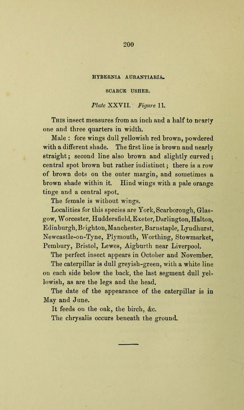 HYBERNIA AURANTIARIA. SCARCE USHER. Plate XXVII. Figure 11. This insect measures from an inch and a half to nearly one and three quarters in width. Male : fore wings dull yellowish red brown, powdered with a different shade. The first line is brown and nearly straight; second line also brown and slightly curved; central spot brown but rather iudistinct; there is a row of brown dots on the outer margin, and sometimes a brown shade within it. Hind wings with a pale orange tinge and a central spot. The female is without wings. Localities for this species are York, Scarborough, Glas- gow, Worcester, Huddersfield,Exeter,Darlington,Halton, Edinburgh,Brighton,Manchester, Barnstaple, Lyndhurst, Newcastle-on-Tyne, Plymouth, Worthing, Stowmarket, Pembury, Bristol, Lewes, Aigburth near Liverpool. The perfect insect appears in October and November. The caterpillar is dull greyish-green, with a white line on each side below the back, the last segment dull yel- lowish, as are the legs and the head. The date of the appearance of the caterpillar is in May and June. It feeds on the oak, the birch, &c.