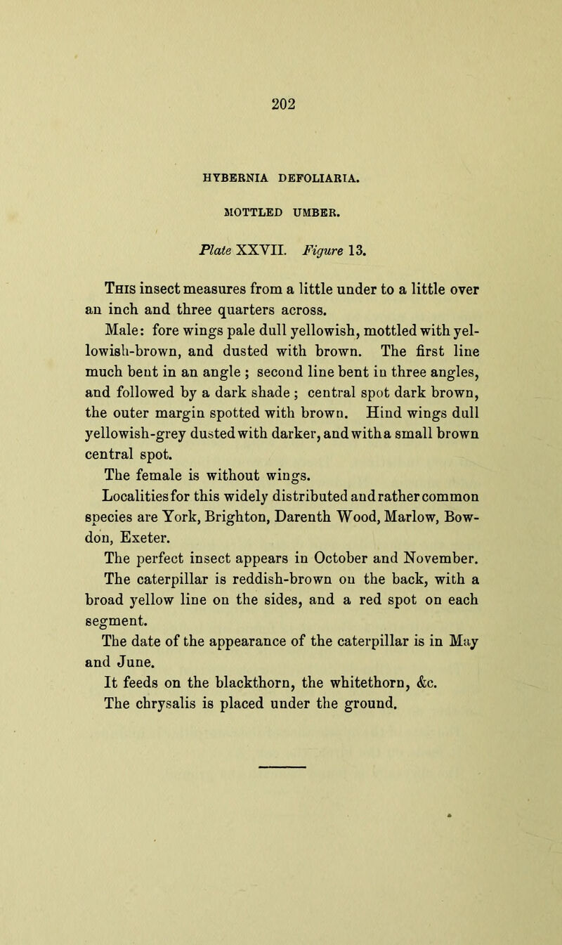 HYBERNIA DEFOLIARIA. MOTTLED UMBER. Plate XXVII. Figure 13. This insect measures from a little under to a little over an inch and three quarters across. Male: fore wings pale dull yellowish, mottled with yel- lowish-brown, and dusted with brown. The first line much bent in an angle ; second line bent in three angles, and followed by a dark shade ; central spot dark brown, the outer margin spotted with brown. Hind wings dull yellowish-grey dusted with darker, and with a small brown central spot. The female is without wings. Localities for this widely distributed and rather common species are York, Brighton, Darenth Wood, Marlow, Bow- don, Exeter. The perfect insect appears in October and November. The caterpillar is reddish-brown on the back, with a broad yellow line on the sides, and a red spot on each segment. The date of the appearance of the caterpillar is in May and June. It feeds on the blackthorn, the whitethorn, &c.