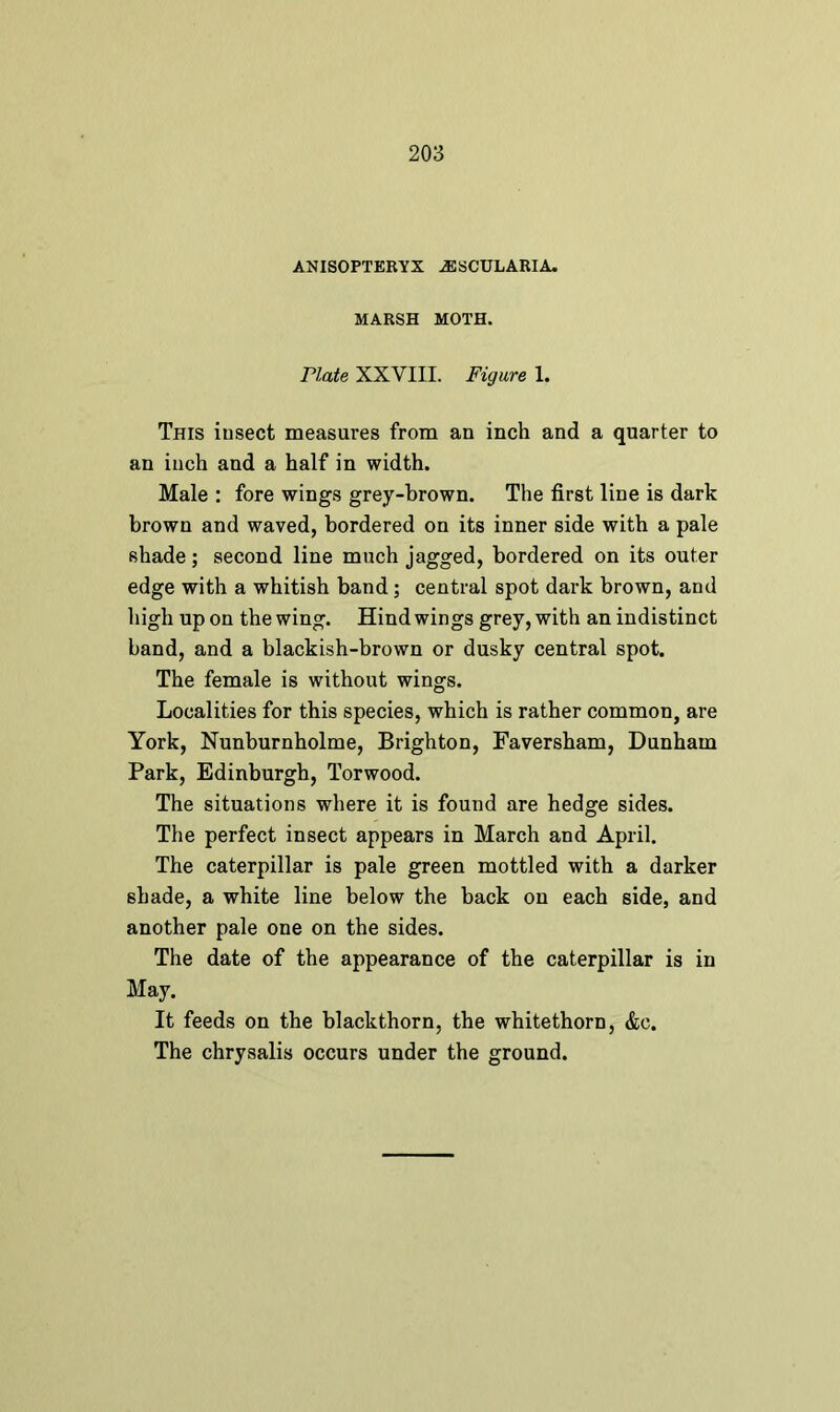 ANISOPTERYX ^SCULARIA. MARSH MOTH. Plate XXVIII. Figure 1. This iusect measures from an inch and a quarter to an inch and a half in width. Male : fore wings grey-brown. The first line is dark brown and waved, bordered on its inner side with a pale shade; second line much jagged, bordered on its outer edge with a whitish band ; central spot dark brown, and high up on the wing. Hind wings grey, with an indistinct band, and a blackish-brown or dusky central spot. The female is without wings. Localities for this species, which is rather common, are York, Nunburnholme, Brighton, Faversham, Dunham Park, Edinburgh, Torwood. The situations where it is found are hedge sides. The perfect insect appears in March and April. The caterpillar is pale green mottled with a darker shade, a white line below the back on each side, and another pale one on the sides. The date of the appearance of the caterpillar is in May. It feeds on the blackthorn, the whitethorn, &c.