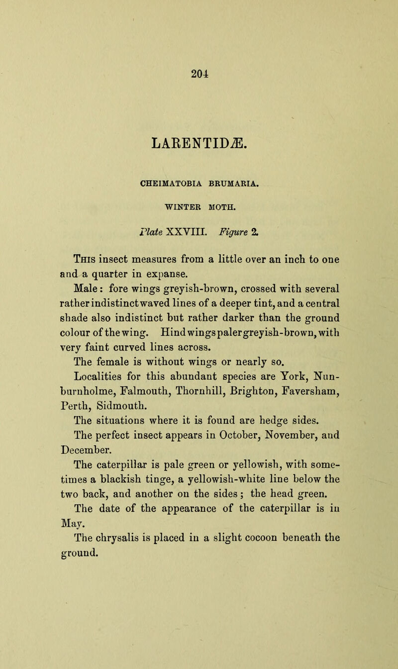 LARENTID2E. CHEIMATOBIA BRUMARIA. WINTER MOTH. Plate XXYIII. Figure 2. This insect measures from a little over an inch to one and a quarter in expanse. Male: fore wings greyish-brown, crossed with several rather indistinct waved lines of a deeper tint, and a central shade also indistinct but rather darker than the ground colour of the wing. Hind wings paler greyish-brown, with very faint curved lines across. The female is without wings or nearly so. Localities for this abundant species are York, Nnn- burnholme, Falmouth, Thornhill, Brighton, Faversham, Perth, Sidmouth. The situations where it is found are hedge sides. The perfect insect appears in October, November, and December. The caterpillar is pale green or yellowish, with some- times a blackish tinge, a yellowish-white line below the two back, and another on the sides; the head green. The date of the appearance of the caterpillar is in May. The chrysalis is placed in a slight cocoon beneath the ground.