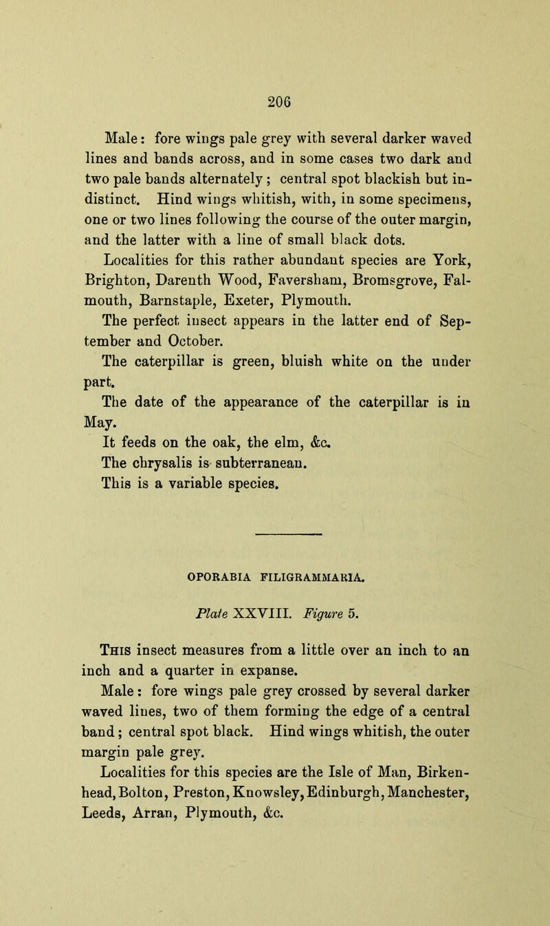 Male: fore wings pale grey with several darker waved lines and bands across, and in some cases two dark and two pale bands alternately ; central spot blackish but in- distinct. Hind wings whitish, with, in some specimens, one or two lines following the course of the outer margin, and the latter with a line of small black dots. Localities for this rather abundant species are York, Brighton, Darenth Wood, Faversham, Bromsgrove, Fal- mouth, Barnstaple, Exeter, Plymouth. The perfect insect appears in the latter end of Sep- tember and October. The caterpillar is green, bluish white on the under part. The date of the appearance of the caterpillar is in May. It feeds on the oak, the elm, &c. The chrysalis is subterranean. This is a variable species. OPORABIA FILIGRAMMARIA. Plate XXVIII. Figure 5. This insect measures from a little over an inch to an inch and a quarter in expanse. Male: fore wings pale grey crossed by several darker waved lines, two of them forming the edge of a central band; central spot black. Hind wings whitish, the outer margin pale grey. Localities for this species are the Isle of Man, Birken- head, Bolton, Preston, Knowsley, Edinburgh, Manchester, Leeds, Arran, Plymouth, &c.