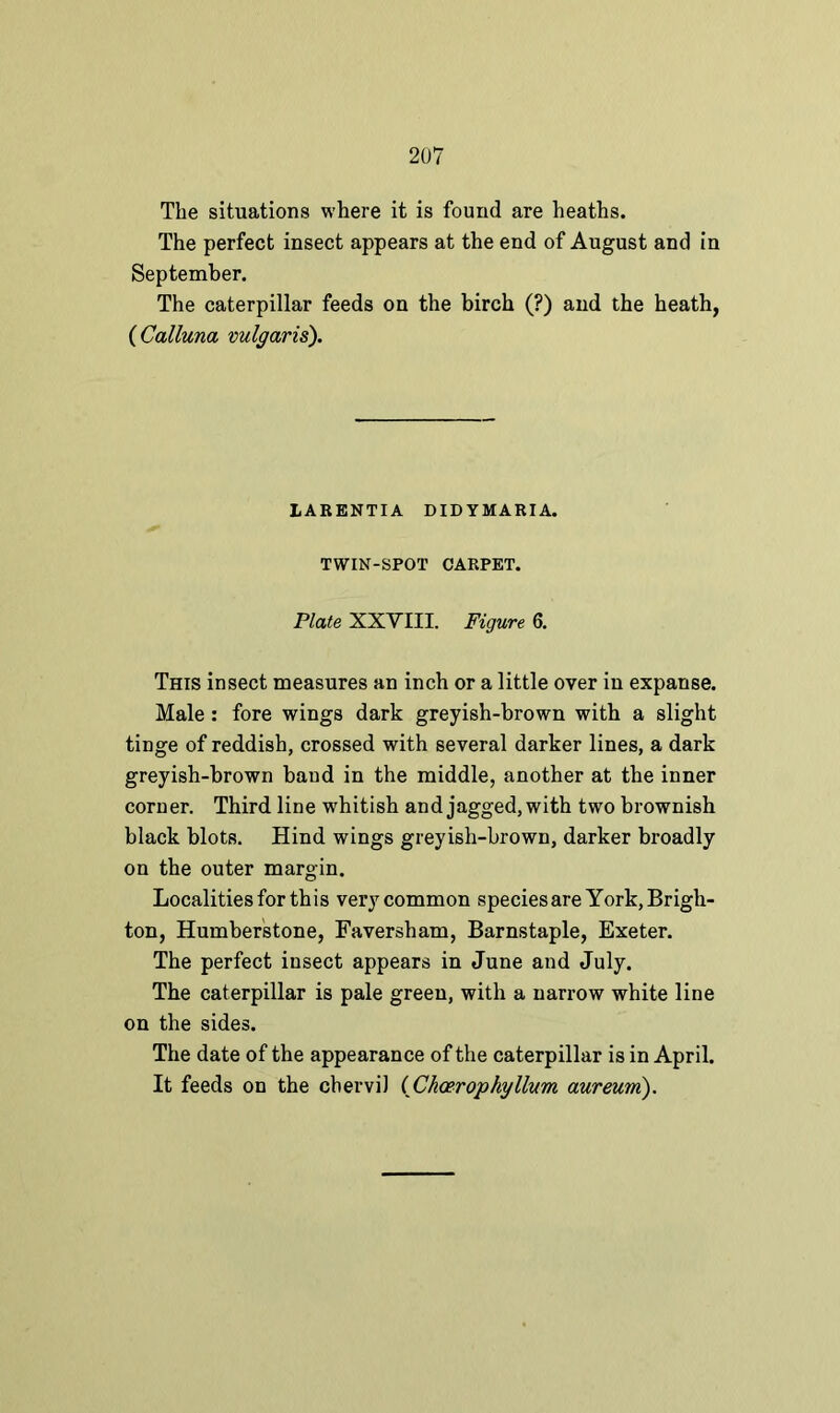 The situations where it is found are heaths. The perfect insect appears at the end of August and in September. The caterpillar feeds on the birch (?) and the heath, ( Calluna vulgaris). LARENTIA DID YMARIA. TWIN-SPOT CARPET. Plate XXVIII. Figure 6. This insect measures an inch or a little oyer in expanse. Male: fore wings dark greyish-brown with a slight tinge of reddish, crossed with several darker lines, a dark greyish-brown band in the middle, another at the inner corner. Third line whitish and jagged, with two brownish black blots. Hind wings greyish-brown, darker broadly on the outer margin. Localities for this very common speciesare York, Brigh- ton, Humberstone, Faversham, Barnstaple, Exeter. The perfect insect appears in June and July. The caterpillar is pale green, with a narrow white line on the sides. The date of the appearance of the caterpillar is in April. It feeds on the chervil (Choerophyllum aureum).