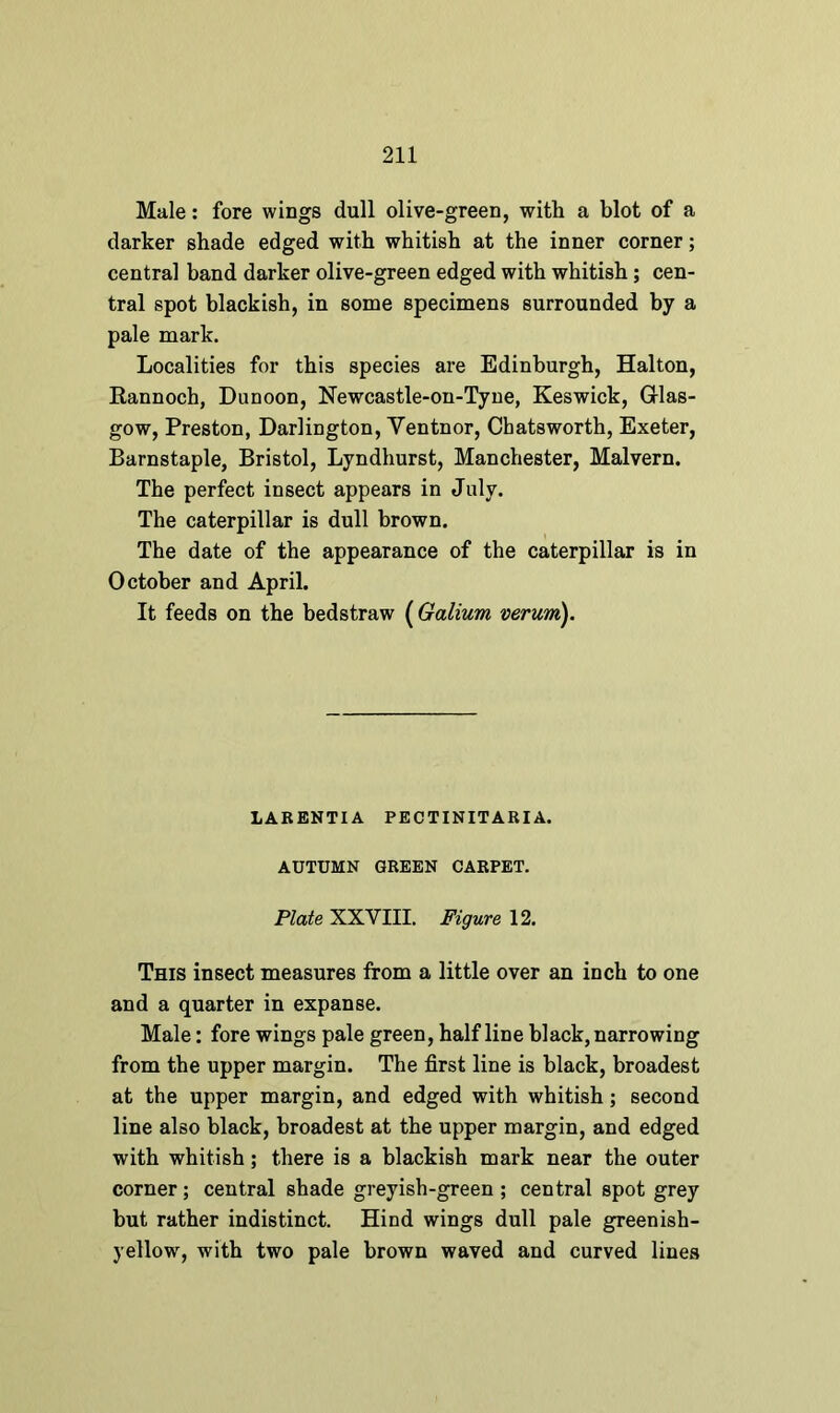Male: fore wings dull olive-green, with a blot of a darker shade edged with whitish at the inner corner; central band darker olive-green edged with whitish; cen- tral spot blackish, in some specimens surrounded by a pale mark. Localities for this species are Edinburgh, Halton, Rannoch, Dunoon, Newcastle-on-Tyne, Keswick, Glas- gow, Preston, Darlington, Yentnor, Chatsworth, Exeter, Barnstaple, Bristol, Lyndhurst, Manchester, Malvern. The perfect insect appears in July. The caterpillar is dull brown. The date of the appearance of the caterpillar is in October and April. It feeds on the bedstraw (Galium verum). LABENTIA PECTINITARI A. AUTUMN GREEN CARPET. Plate XXVIII. Figure 12. This insect measures from a little over an inch to one and a quarter in expanse. Male: fore wings pale green, half line black, narrowing from the upper margin. The first line is black, broadest at the upper margin, and edged with whitish; second line also black, broadest at the upper margin, and edged with whitish; there is a blackish mark near the outer corner ; central shade greyish-green ; central spot grey but rather indistinct. Hind wings dull pale greenish- yellow, with two pale brown waved and curved lines