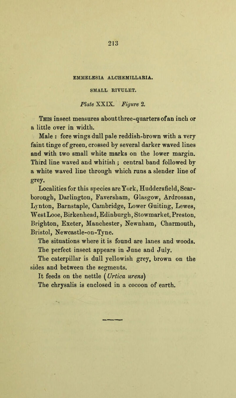 EMMELESIA ALCHEMILLARIA. SMALL RIVULET. Plate XXIX. Figure 2. This insect measures about three-quarters of an inch or a little over in width. Male : fore wings dull pale reddish-brown with a very faint tinge of green, crossed by several darker waved lines and with two small white marks on the lower margin. Third line waved and whitish ; central band followed by a white waved line through which runs a slender line of grey. Localities for this species are York, Huddersfield, Scar- borough, Darlington, Faversham, Glasgow, Ardrossan, Lynton, Barnstaple, Cambridge, Lower Guiting, Lewes, WestLooe, Birkenhead, Edinburgh, Stowmarket, Preston, Brighton, Exeter, Manchester, Newnham, Charmouth, Bristol, Newcastle-on-Tyne. The situations where it is found are lanes and woods. The perfect insect appears in June and July. The caterpillar is dull yellowish grey, brown on the sides and between the segments. It feeds on the nettle (LJrtica urens)