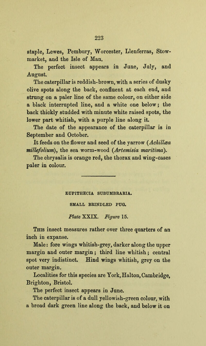 staple, Lewes, Pembury, Worcester, Llenferras, Stow- market, and the Isle of Man. The perfect insect appears in June, July, and August. The caterpillar is reddish-brown, with a series of dusky olive spots along the back, confluent at each end, and strung on a paler line of the same colour, on either side a black interrupted line, and a white one below; the back thickly studded with minute white raised spots, the lower part whitish, with a purple line along it. The date of the appearance of the caterpillar is in September and October. It feeds on the flower and seed of the yarrow (Achilleea millefolium), the sea worm-wood (Artemisia maritima). The chrysalis is orange red, the thorax and wing-cases paler in colour. EUPITHECIA SUBUMBRARIA. SMALL BRINDLED PUG. Plate XXIX. Figure 15. This insect measures rather over three quarters of an inch in expanse. Male: fore wings whitish-grey, darker along the upper margin and outer margin; third line whitish; central spot very indistinct. Hind wings whitish, grey on the outer margin. Localities for this species are York, Halton, Cambridge, Brighton, Bristol. The perfect insect appears in June. The caterpillar is of a dull yellowish-green colour, with a broad dark green line along the back, and below it on