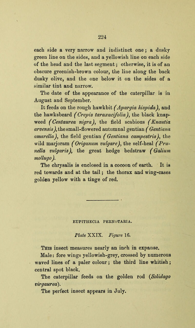 each side a very narrow and indistinct one; a dusky green line on the sides, and a yellowish line on each side of the head and the last segment; otherwise, it is of an obscure greenish-brown colour, the line along the back dusky olive, and the one below it on the sides of a similar tint and narrow. The date of the appearance of the caterpillar is in August and September. It feeds on the rough hawkbit (Apargia hispida), and the hawksbeard (Crepis taraxacifoliaJ, the black knap- weed (Centaurea nigra), the field scabious (Knautia arvensis), the small-flowered autumnal gentian ( Gentiana amarellathe field gentian (Gentiana campestris), the wild marjoram (Origanum vulgare), the self-heal (Pru- nella vulgaris), the great hedge bedstraw (Galium mollugo ). The chrysalis is enclosed in a cocoon of earth. It is red towards and at the tail; the thorax and wing-cases golden yellow with a tinge of red. EUPITHECIA PERNOTARIA. Plate XXIX. Figure 16. This insect measures nearly an inch in expanse. Male: fore wings yellowish-grey, crossed by numerous waved lines of a paler colour; the third line whitish; central spot black. The caterpillar feeds on the golden rod (Solidago virgaurea). The perfect insect appears in July.