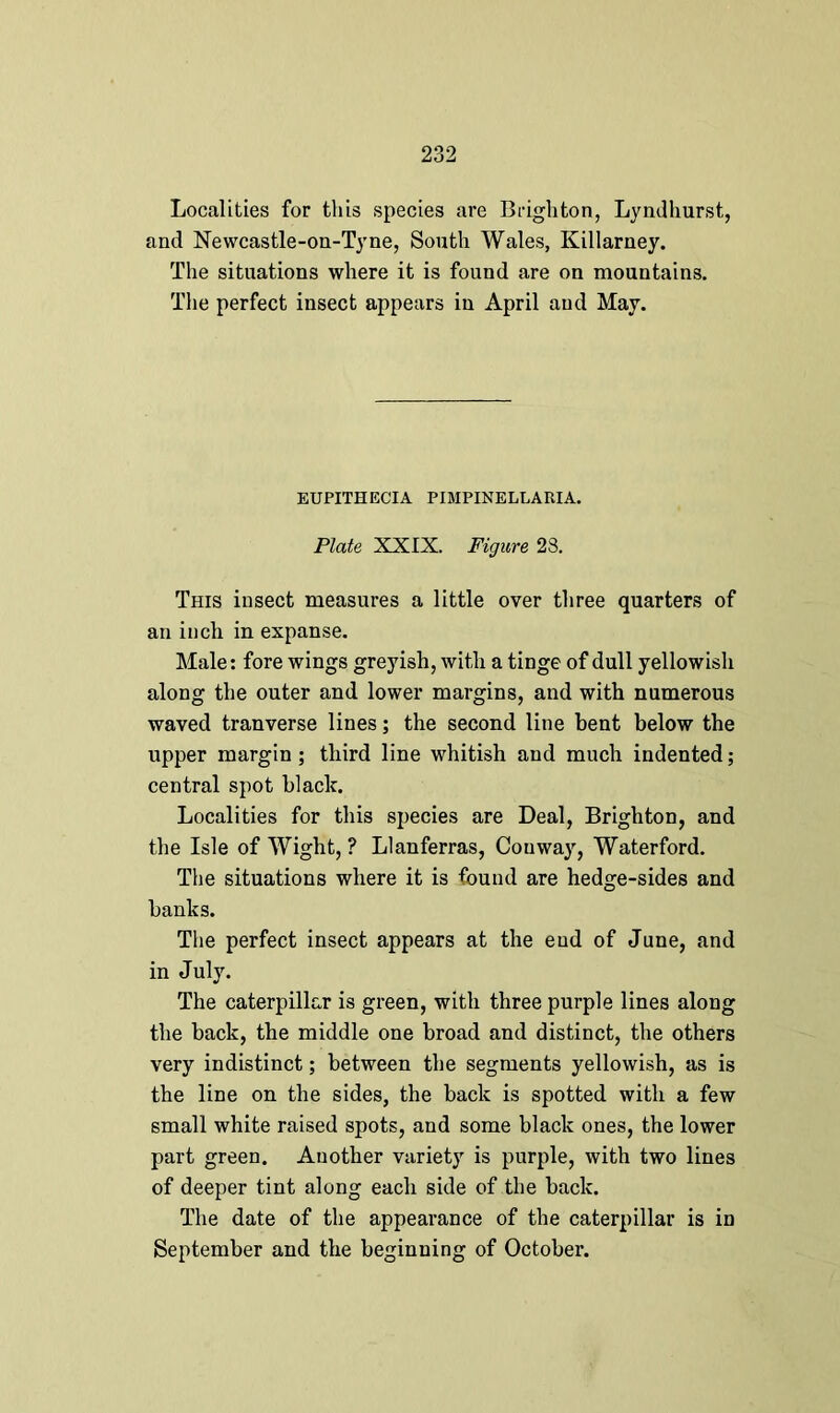 Localities for this species are Brighton, Lyndhurst, and Newcastle-on-Tyne, South Wales, Killarney. The situations where it is found are on mountains. The perfect insect appears in April and May. EUPITHECIA PIMPINELLARIA. Plate XXIX. Figure 23. This insect measures a little over three quarters of an inch in expanse. Male: fore wings greyish, with a tinge of dull yellowish along the outer and lower margins, and with numerous waved tranverse lines; the second line bent below the upper margin ; third line whitish and much indented; central spot black. Localities for this species are Deal, Brighton, and the Isle of Wight, ? Llanferras, Conway, Waterford. The situations where it is found are hedge-sides and banks. The perfect insect appears at the end of June, and in July. The caterpillar is green, with three purple lines along the back, the middle one broad and distinct, the others very indistinct; between the segments yellowish, as is the line on the sides, the back is spotted with a few small white raised spots, and some black ones, the lower part green. Another variety is purple, with two lines of deeper tint along each side of the back. The date of the appearance of the caterpillar is in September and the beginning of October.