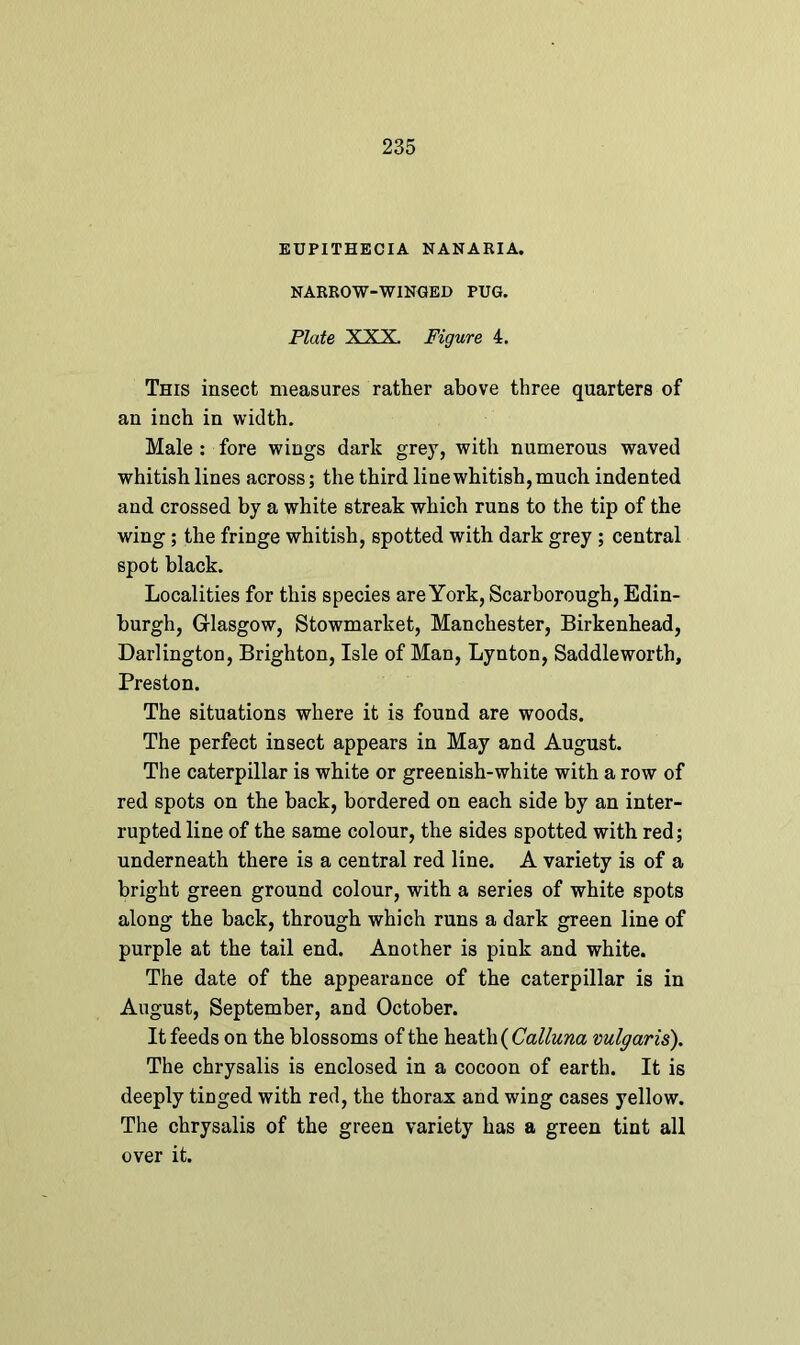 EUPITHECIA NANARIA. NARROW-WINGED PUG. Plate XXX. Figure 4. This insect measures rather above three quarters of an inch in width. Male : fore wings dark grey, with numerous waved whitish lines across; the third line whitish, much indented and crossed by a white streak which runs to the tip of the wing; the fringe whitish, spotted with dark grey ; central spot black. Localities for this species are York, Scarborough, Edin- burgh, Glasgow, Stowmarket, Manchester, Birkenhead, Darlington, Brighton, Isle of Man, Lynton, Saddle worth, Preston. The situations where it is found are woods. The perfect insect appears in May and August. The caterpillar is white or greenish-white with a row of red spots on the back, bordered on each side by an inter- rupted line of the same colour, the sides spotted with red; underneath there is a central red line. A variety is of a bright green ground colour, with a series of white spots along the back, through which runs a dark green line of purple at the tail end. Another is pink and white. The date of the appearance of the caterpillar is in August, September, and October. It feeds on the blossoms of the heath ( Calluna vulgaris). The chrysalis is enclosed in a cocoon of earth. It is deeply tinged with red, the thorax and wing cases yellow. The chrysalis of the green variety has a green tint all over it.