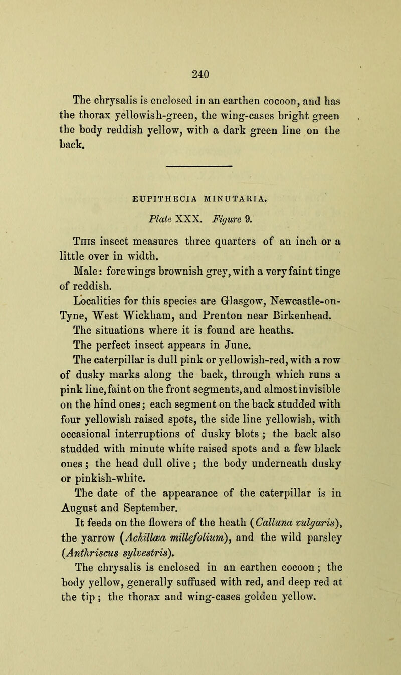 The chrysalis is enclosed in an earthen cocoon, and has the thorax yellowish-green, the wing-cases bright green the body reddish yellow, with a dark green line on the back. EUPITHECIA MINUTARIA. Plate XXX. Figure 9. This insect measures three quarters of an inch or a little over in width. Male: fore wings brownish grey, with a very faint tinge of reddish. Localities for this species are Glasgow, Newcastle-on- Tyne, West Wickham, and Prenton near Birkenhead. The situations where it is found are heaths. The perfect insect appears in June. The caterpillar is dull pink or yellowish-red, with a row of dusky marks along the back, through which runs a pink line, faint on the front segments, and almost invisible on the hind ones; each segment on the back studded with four yellowish raised spots, the side line yellowish, with occasional interruptions of dusky blots ; the back also studded with minute white raised spots and a few black ones; the head dull olive ; the body underneath dusky or pinkish-white. The date of the appearance of the caterpillar is in August and September. It feeds on the flowers of the heath (Calluna vulgaris), the yarrow (Achillcea millefolium), and the wild parsley (Anthriscus sylvestris). The chrysalis is enclosed in an earthen cocoon; the body yellow, generally suffused with red, and deep red at the tip; the thorax and wing-cases golden yellow.