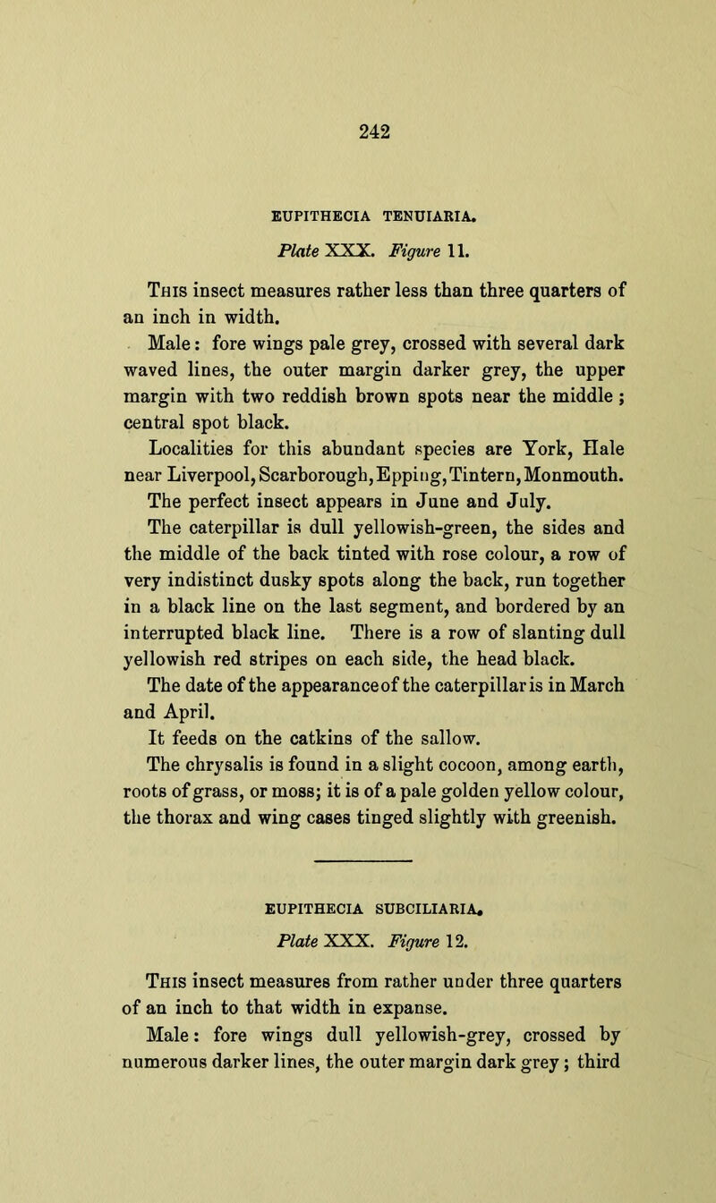 EUPITHECIA TENUIARIA. Plate XXX Figure 11. This insect measures rather less than three quarters of an inch in width. Male: fore wings pale grey, crossed with several dark waved lines, the outer margin darker grey, the upper margin with two reddish brown spots near the middle ; central spot black. Localities for this abundant species are York, Hale near Liverpool, Scarborough,Eppiug,Tintern,Monmouth. The perfect insect appears in June and July. The caterpillar is dull yellowish-green, the sides and the middle of the back tinted with rose colour, a row of very indistinct dusky spots along the back, run together in a black line on the last segment, and bordered by an interrupted black line. There is a row of slanting dull yellowish red stripes on each side, the head black. The date of the appearance of the caterpillar is in March and April. It feeds on the catkins of the sallow. The chrysalis is found in a slight cocoon, among earth, roots of grass, or moss; it is of a pale golden yellow colour, the thorax and wing cases tinged slightly with greenish. EUPITHECIA SUBCILIARIA. Plate XXX. Figure 12. This insect measures from rather under three quarters of an inch to that width in expanse. Male: fore wings dull yellowish-grey, crossed by numerous darker lines, the outer margin dark grey; third