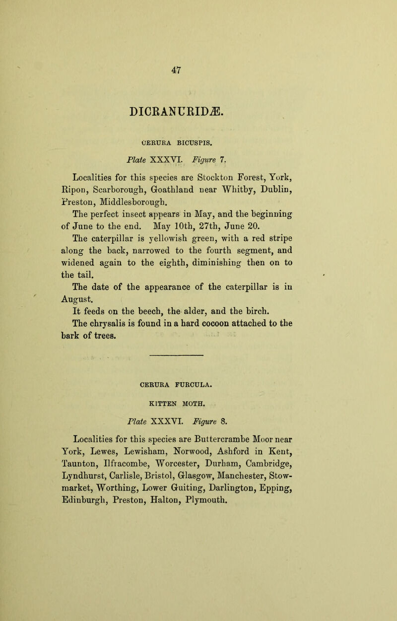 DICRANURIDiE. CERUEA BICUSPIS. Plate XXXVI. Figure 7. Localities for this species are Stockton Forest, York, Ripon, Scarborough, Goathland near Whitby, Dublin, Preston, Middlesborough. The perfect insect appears in May, and the beginning of June to the end. May 10th, 27th, June 20. The caterpillar is yellowish green, with a red stripe along the back, narrowed to the fourth segment, and widened again to the eighth, diminishing then on to the tail. The date of the appearance of the caterpillar is in August. It feeds on the beech, the alder, and the birch. The chrysalis is found in a hard cocoon attached to the bark of trees. CERURA FURCULA. KITTEN MOTH. Plate XXXVI. Figure 8. Localities for this species are Buttercrambe Moor near York, Lewes, Lewisham, Norwood, Ashford in Kent, Taunton, Ilfracombe, Worcester, Durham, Cambridge, Lyndhurst, Carlisle, Bristol, Glasgow, Manchester, Stow- market, Worthing, Lower Guiting, Darlington, Epping, Edinburgh, Preston, Hal ton, Plymouth.