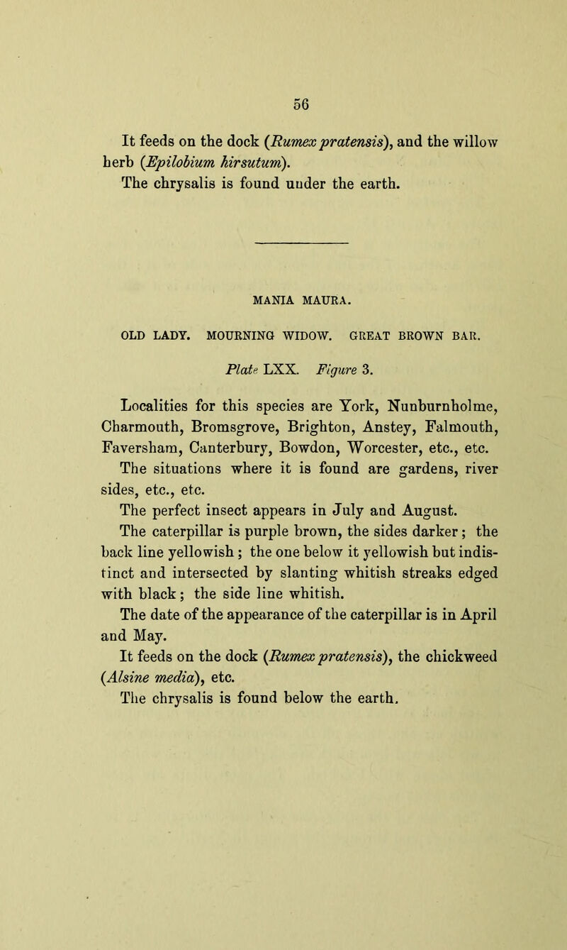 It feeds on the dock {Rumex pratensis), and the willow herb (Epilobium hirsutum). The chrysalis is found under the earth. MANIA MAURA. OLD LADY. MOURNING WIDOW. GREAT BROWN BAR. Plate LXX. Figure 3. Localities for this species are York, Nunhurnholme, Charmouth, Bromsgrove, Brighton, Anstey, Falmouth, Faversham, Canterbury, Bowdon, Worcester, etc., etc. The situations where it is found are gardens, river sides, etc., etc. The perfect insect appears in July and August. The caterpillar is purple brown, the sides darker; the back line yellowish ; the one below it yellowish but indis- tinct and intersected by slanting whitish streaks edged with black; the side line whitish. The date of the appearance of the caterpillar is in April and May. It feeds on the dock (Rumex pratensis), the duckweed (Alsine media), etc. The chrysalis is found below the earth.