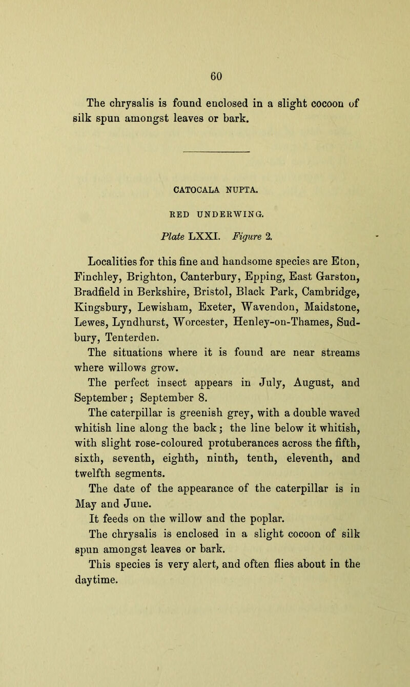 The chrysalis is found enclosed in a slight cocoon of silk spun amongst leaves or bark. CATOCALA NUPTA. RED UNDERWING. Plate LXXI. Figure 2. Localities for this fine and handsome species are Eton, Finchley, Brighton, Canterbury, Epping, East Garstou, Bradfield in Berkshire, Bristol, Black Park, Cambridge, Kingsbury, Lewisham, Exeter, Wavendon, Maidstone, Lewes, Lyndhurst, Worcester, Henley-on-Thames, Sud- bury, Tenterden. The situations where it is found are near streams where willows grow. The perfect insect appears in July, August, and September; September 8. The caterpillar is greenish grey, with a double waved whitish line along the back; the line below it whitish, with slight rose-coloured protuberances across the fifth, sixth, seventh, eighth, ninth, tenth, eleventh, and twelfth segments. The date of the appearance of the caterpillar is in May and June. It feeds on the willow and the poplar. The chrysalis is enclosed in a slight cocoon of silk spun amongst leaves or bark. This species is very alert, and often flies about in the daytime.