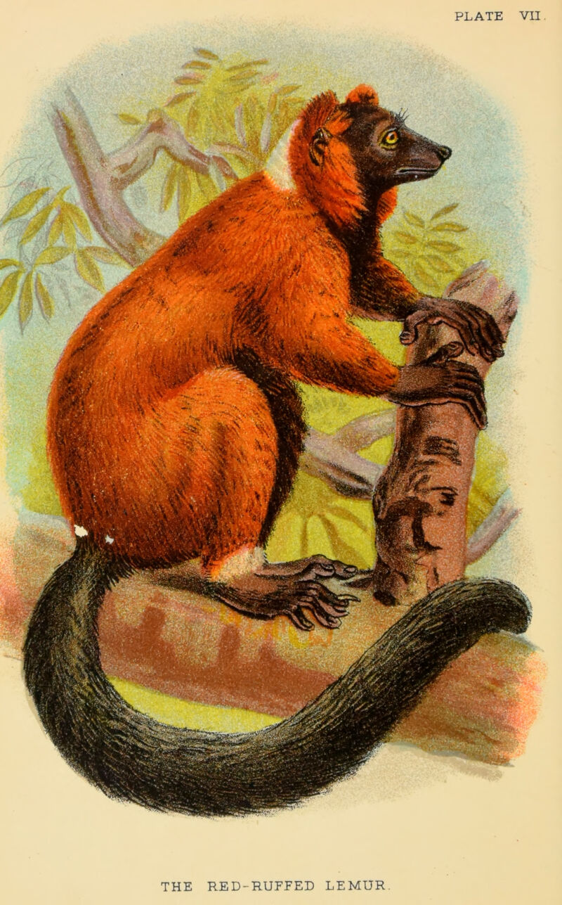 PLATE VII THE RED-RUFFED LEMUR