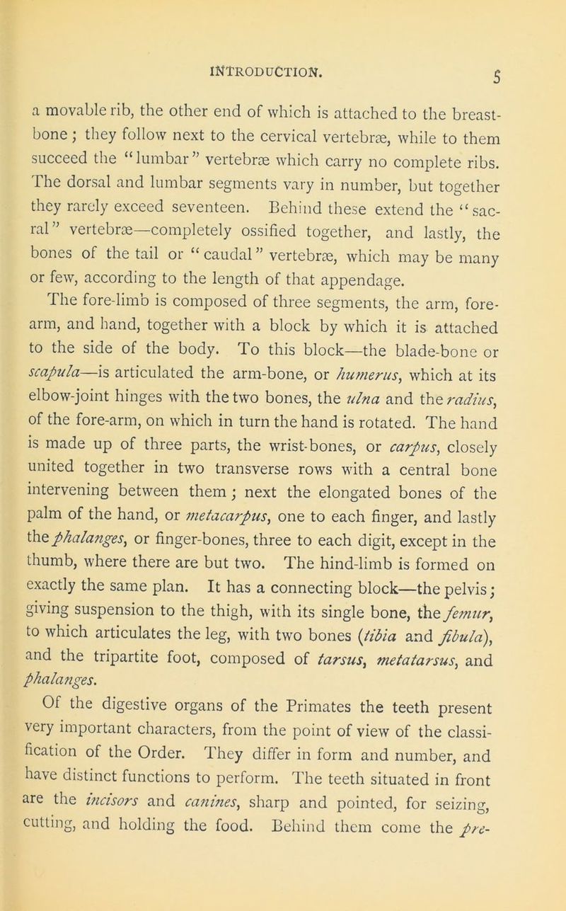 s a movable rib, the other end of which is attached to the breast- bone ; they follow next to the cervical vertebrae, while to them succeed the “lumbar” vertebrae which carry no complete ribs. The dorsal and lumbar segments vary in number, but together they rarely exceed seventeen. Behind these extend the <£ sac- ral” vertebrae—completely ossified together, and lastly, the bones of the tail or “ caudal ” vertebrae, which may be many or few, according to the length of that appendage. The fore-limb is composed of three segments, the arm, fore- arm, and hand, together with a block by which it is attached to the side of the body. To this block—the blade-bone or scapula—is articulated the arm-bone, or humerus, which at its elbow-joint hinges with the two bones, the ulna and the radius, of the fore-arm, on which in turn the hand is rotated. The hand is made up of three parts, the wrist-bones, or carpus, closely united together in two transverse rows with a central bone intervening between them; next the elongated bones of the palm of the hand, or metacarpus, one to each finger, and lastly the phalanges, or finger-bones, three to each digit, except in the thumb, where there are but two. The hind-limb is formed on exactly the same plan. It has a connecting block—the pelvis; giving suspension to the thigh, with its single bone, the femur, to which articulates the leg, with two bones (tibia and fibula), and the tripartite foot, composed of tarsus, metatarsus, and phalanges. Of the digestive organs of the Primates the teeth present very important characters, from the point of view of the classi- fication of the Order. They differ in form and number, and have distinct functions to perform. The teeth situated in front are the incisors and canines, sharp and pointed, for seizing, cutting, and holding the food. Behind them come the pre-