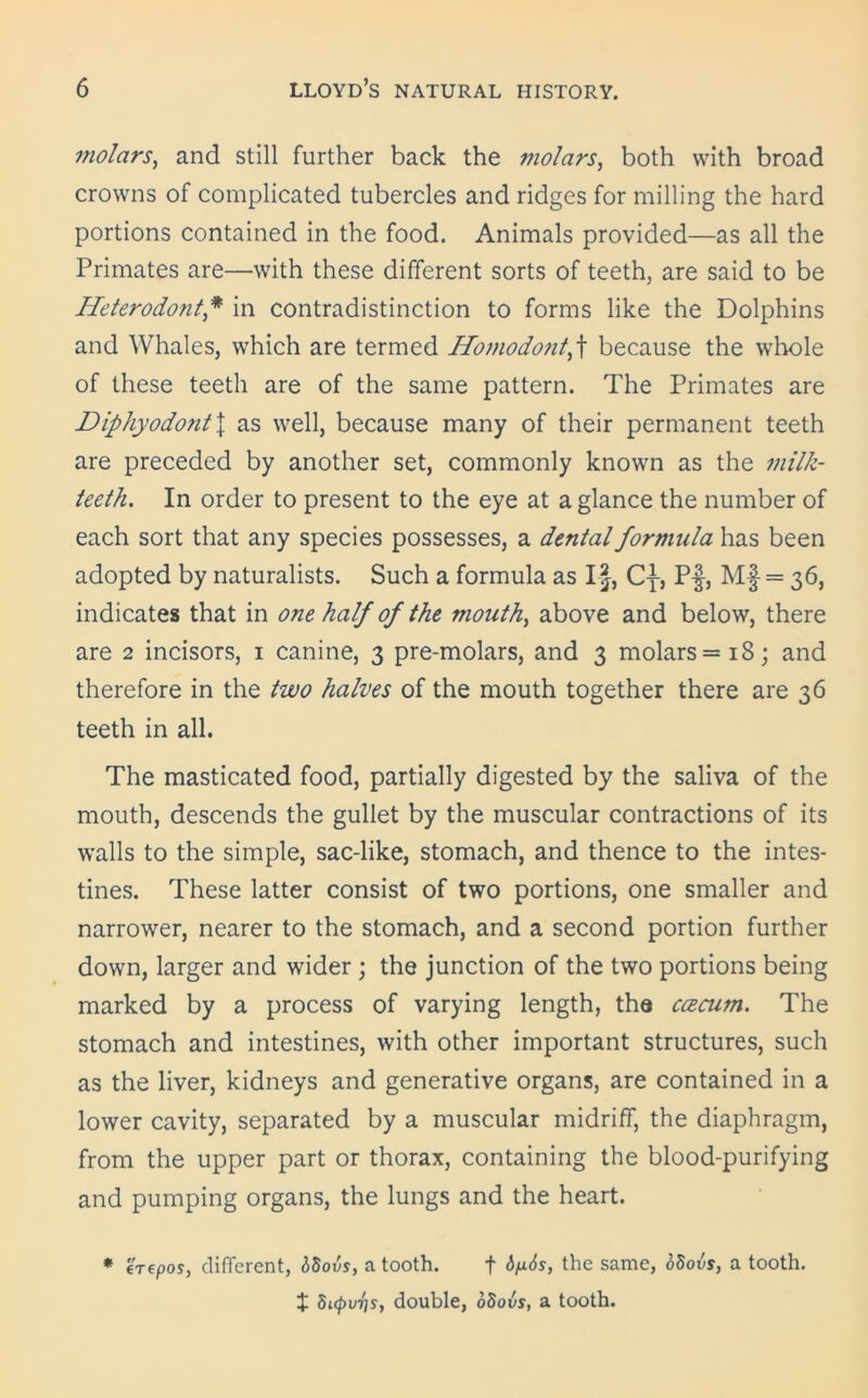 molars, and still further back the molars, both with broad crowns of complicated tubercles and ridges for milling the hard portions contained in the food. Animals provided—as all the Primates are—with these different sorts of teeth, are said to be Heterodont* in contradistinction to forms like the Dolphins and Whales, which are termed Homodont,f because the whole of these teeth are of the same pattern. The Primates are Diphyodont\ as well, because many of their permanent teeth are preceded by another set, commonly known as the milk- teeth. In order to present to the eye at a glance the number of each sort that any species possesses, a dental formula has been adopted by naturalists. Such a formula as If, Cy, Pf, Mf = 36, indicates that in one half of the mouth, above and below, there are 2 incisors, 1 canine, 3 pre-molars, and 3 molars =18; and therefore in the two halves of the mouth together there are 36 teeth in all. The masticated food, partially digested by the saliva of the mouth, descends the gullet by the muscular contractions of its walls to the simple, sac-like, stomach, and thence to the intes- tines. These latter consist of two portions, one smaller and narrower, nearer to the stomach, and a second portion further down, larger and wider ; the junction of the two portions being marked by a process of varying length, the ccecum. The stomach and intestines, with other important structures, such as the liver, kidneys and generative organs, are contained in a lower cavity, separated by a muscular midriff, the diaphragm, from the upper part or thorax, containing the blood-purifying and pumping organs, the lungs and the heart. * erepos, different, 65ovs, a tooth. f 6/j.is, the same, oSovs, a tooth, if 5i(pvris, double, oSovs, a tooth.
