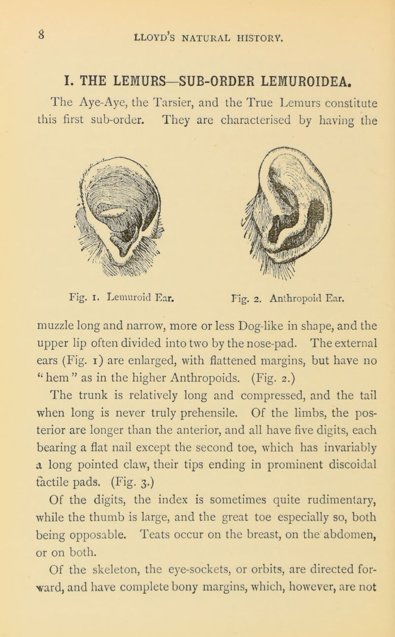 I. THE LEMURS—SUB-ORDER LEMUROIDEA. The Aye-Aye, the Tarsier, and the True Lemurs constitute this first sub-order. They are characterised by having the Fig. I. Lemuroid Ear. Fig. 2. Anthropoid Ear. muzzle long and narrow, more or less Dog-like in shape, and the upper lip often divided into two by the nose-pad. The external ears (Fig. i) are enlarged, with flattened margins, but have no “ hem ” as in the higher Anthropoids. (Fig. 2.) The trunk is relatively long and compressed, and the tail when long is never truly prehensile. Of the limbs, the pos- terior are longer than the anterior, and all have five digits, each bearing a flat nail except the second toe, which has invariably a long pointed claw, their tips ending in prominent discoidal tactile pads. (Fig. 3.) Of the digits, the index is sometimes quite rudimentary, while the thumb is large, and the great toe especially so, both being opposable. Teats occur on the breast, on the abdomen, or on both. Of the skeleton, the eye-sockets, or orbits, are directed for- ward, and have complete bony margins, which, however, are not