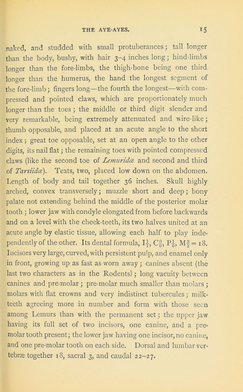 naked, and studded with small protuberances; tail longer than the body, bushy, with hair 3-4 inches long; hind-limbs longer than the fore-limbs, the thigh-bone being one third longer than the humerus, the hand the longest segment of the fore-limb; fingers long—the fourth the longest—with com- pressed and pointed claws, which are proportionately much longer than the toes ; the middle or third digit slender and very remarkable, being extremely attenuated and wire-like; thumb opposable, and placed at an acute angle to the short index; great toe opposable, set at an open angle to the other digits, its nail flat; the remaining toes with pointed compressed claws (like the second toe of Lemuridce. and second and third of Tarsiidce). Teats, two, placed low down on the abdomen. Length of body and tail together 36 inches. Skull highly arched, convex transversely; muzzle short and deep; bony palate not extending behind the middle of the posterior molar tooth ; lower jaw with condyle elongated from before backwards and on a level with the cheek-teeth, its two halves united at an acute angle by elastic tissue, allowing each half to play inde- pendently of the other. Its dental formula, I-}-, C-j}, P-^, M|= 18. Incisors very large, curved, with persistent pulp, and enamel only in front, growing up as fast as worn away ; canines absent (the last two characters as in the Rodents); long vacuity between canines and pre-molar ; pre-molar much smaller than molars ; molars with flat crowns and very indistinct tubercules; milk- teeth agreeing more in number and form with those seen among Lemurs than with the permanent set; the upper jaw having its full set of two incisors, one canine, and a pre- molar tooth present; the lower jaw having one incisor, no canine, and one pre-molar tooth on each side. Dorsal and lumbar ver- tebrae together 18, sacral 3, and caudal 22-27.