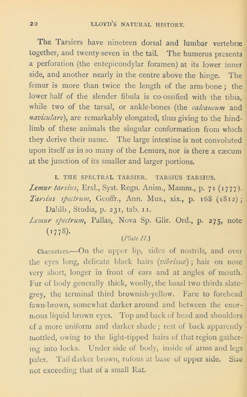 The Tarsiers have nineteen dorsal and lumbar vertebrae together, and twenty-seven in the tail. The humerus presents a perforation (the entepicondylar foramen) at its lower inner side, and another nearly in the centre above the hinge. The femur is more than twice the length of the arm bone ; the lower half of the slender fibula is co-ossified with the tibia, while two of the tarsal, or ankle-bones (the calcaneum and naviculare), are remarkably elongated, thus giving to the hind- limb of these animals the singular conformation from which they derive their name. The large intestine is not convoluted upon itself as in so many of the Lemurs, nor is there a caecum at the junction of its smaller and larger portions. I. THE SPECTRAL TARSIER. TARS1US TARSIUS. Lemur tarsius, Erxl, Syst. Regn. Anim., Mamm., p. 71 (1777). Tarsius spectrum, Geoffr., Ann. Mus., xix., p. 168 (1812); Dahlb , Studia, p. 231, tab. 11. Lemur spectrum, Pallas, Nova Sp. Glir. Ord., p. 275, note (1778). {Plate //.) Characters.—On the upper lip, sides of nostrils, and over the eyes long, delicate black hairs (vibrissa); hair on nose very short, longer in front of ears and at angles of mouth. Fur of body generally thick, woolly, the basal two thirds slate- grey, the terminal third brownish-yellow. Face to forehead fawn-brown, somewhat darker around and between the enor- mous liquid brown eyes. Top and back of head and shoulders cf a more uniform and darker shade; rest of back apparently mottled, owing to the light-tipped hairs of that region gather- ing into locks. Under side of body, inside of arms and legs paler. Tail darker brown, rufous at base of upper side. Sue not exceeding that of a small Rat.