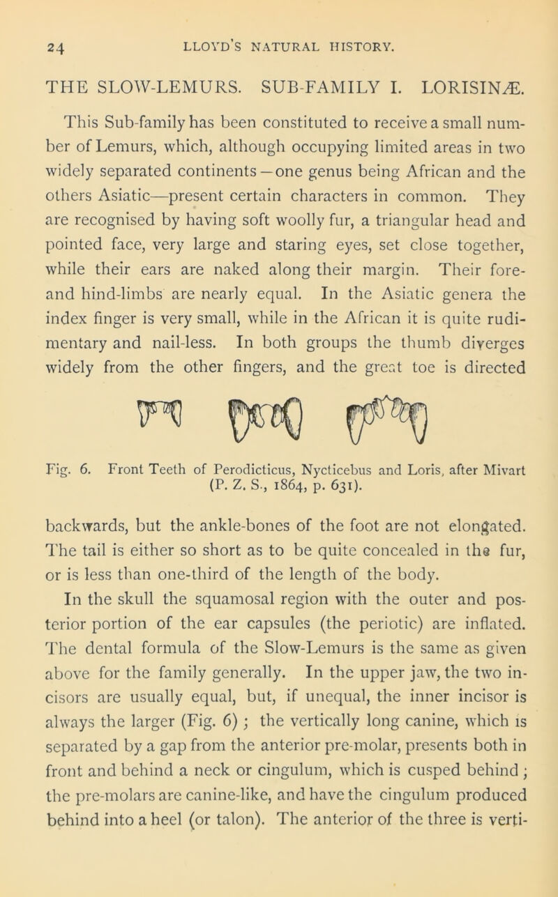 THE SLOW-LEMURS. SUB-FAMILY I. LORISIN^. This Sub-family has been constituted to receive a small num- ber of Lemurs, which, although occupying limited areas in two widely separated continents—one genus being African and the others Asiatic—present certain characters in common. They are recognised by having soft woolly fur, a triangular head and pointed face, very large and staring eyes, set close together, while their ears are naked along their margin. Their fore- and hind-limbs are nearly equal. In the Asiatic genera the index finger is very small, while in the African it is quite rudi- mentary and nail-less. In both groups the thumb diverges widely from the other fingers, and the great toe is directed Fig. 6. Front Teeth of Perodicticus, Nycticebus and Loris, after Mivart (P. Z. S-, 1864, p. 631). backwards, but the ankle-bones of the foot are not elongated. The tail is either so short as to be quite concealed in tha fur, or is less than one-third of the length of the body. In the skull the squamosal region with the outer and pos- terior portion of the ear capsules (the periotic) are inflated. The dental formula of the Slow-Lemurs is the same as given above for the family generally. In the upper jaw, the two in- cisors are usually equal, but, if unequal, the inner incisor is always the larger (Fig. 6); the vertically long canine, which is separated by a gap from the anterior pre-molar, presents both in front and behind a neck or cingulum, which is cusped behind ; the pre-molars are canine-like, and have the cingulum produced behind into a heel (or talon). The anterior of the three is verti-