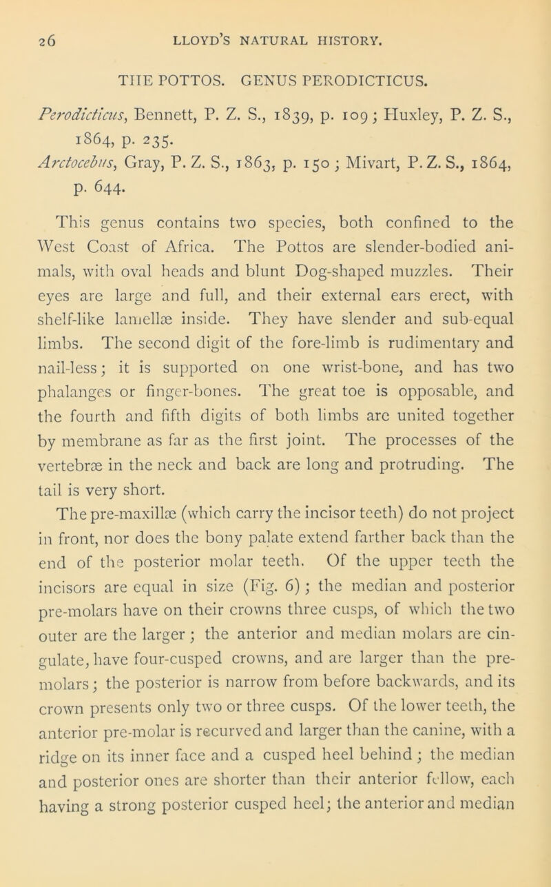 TIIE TOTTOS. GENUS PERODICTICUS. Perodicticus, Bennett, P. Z. S., 1839, p. 109; Pluxley, P. Z. S., 1864, p. 235. Arctocebus, Gray, P. Z. S., 1863, p. 150 ; Mivart, P. Z. S., 1864, p. 644. This genus contains two species, both confined to the West Coast of Africa. The Pottos are slender-bodied ani- mals, with oval heads and blunt Dog-shaped muzzles. Their eyes are large and full, and their external ears erect, with shelf-like lamellm inside. They have slender and sub-equal limbs. The second digit of the fore-limb is rudimentary and nail-less; it is supported on one wrist-bone, and has two phalanges or finger-bones. The great toe is opposable, and the fourth and fifth digits of both limbs are united together by membrane as far as the first joint. The processes of the vertebrae in the neck and back are long and protruding. The tail is very short. The pre-maxillae (which carry the incisor teeth) do not project in front, nor does the bony palate extend farther back than the end of the posterior molar teeth. Of the upper teeth the incisors are equal in size (Fig. 6) ; the median and posterior pre-molars have on their crowns three cusps, of which the two outer are the larger ; the anterior and median molars are cin- gulate, have four-cusped crowns, and are larger than the pre- molars ; the posterior is narrow from before backwards, and its crown presents only two or three cusps. Of the lower teeth, the anterior pre-molar is recurved and larger than the canine, with a ridge on its inner face and a cusped heel behind ; the median and posterior ones are shorter than their anterior fellow, each having a strong posterior cuspcd heel; the anterior and median