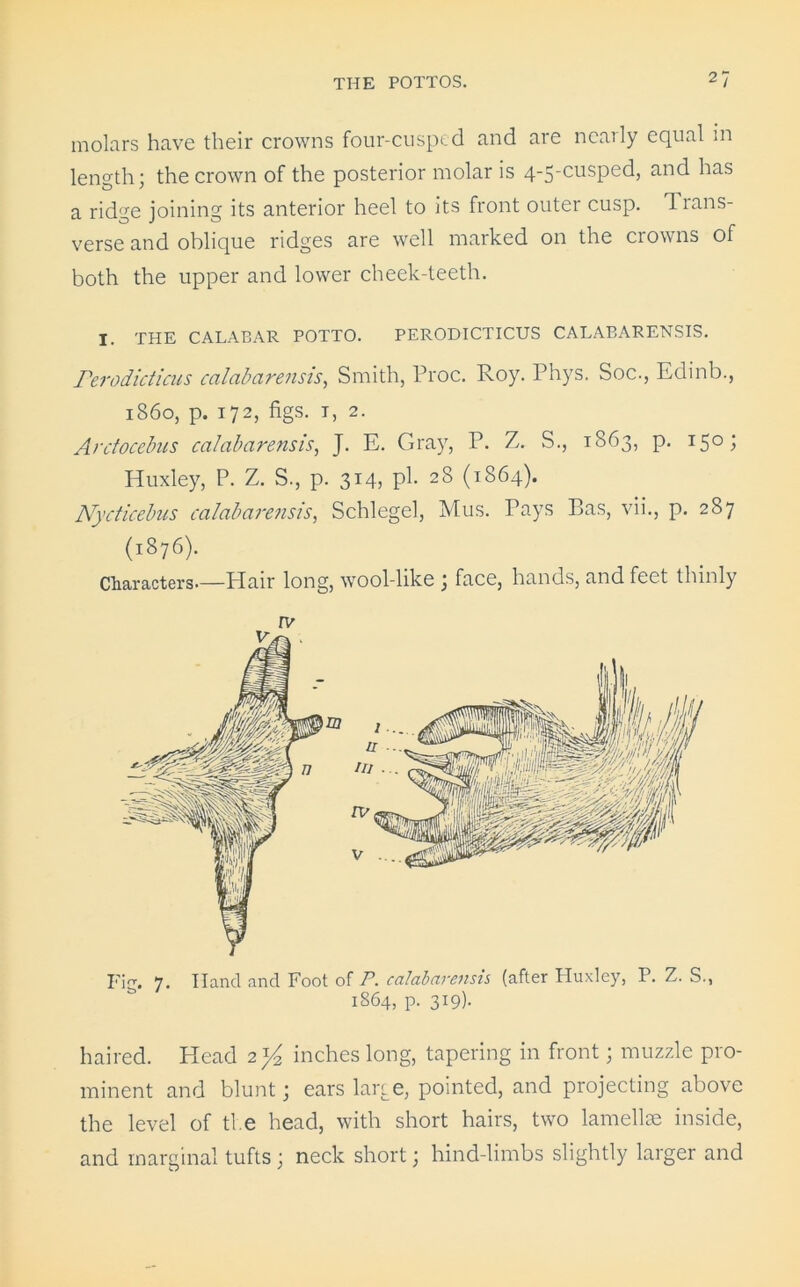 molars have their crowns four-cusped and are nearly equal in length; the crown of the posterior molar is 4-5-cusped, and has a ridge joining its anterior heel to its front outer cusp. Trans- verse and oblique ridges are well marked on the crowns of both the upper and lower cheek-teeth. I. THE CALABAR POTTO. PERODICTICUS CALABARENSIS. Ferodicticus calabarensis, Smith, Proc. Roy. Phys. Soc., Edinb., i860, p. 172, figs. 1, 2. Ardocebus calabarensis, J. E. Gray, P. Z. S., 1S63, p. 150; Huxley, P. Z. S., p. 314, pi. 28 (1864). Nycticebus calabarensis, Schlegel, Mus. Pays Bas, vii., p. 287 (1876). Characters.—Hair long, wool-like ; face, hands, and feet thinly rv Pip. 7. Hand and Foot of P. calabarensis (after Pluxley, P. Z. S., 1864, p. 319). haired. Head 2 inches long, tapering in front; muzzle pro- minent and blunt; ears large, pointed, and projecting above the level of ti e head, with short hairs, two lamellae inside, and marginal tufts ; neck short; hind-limbs slightly larger and
