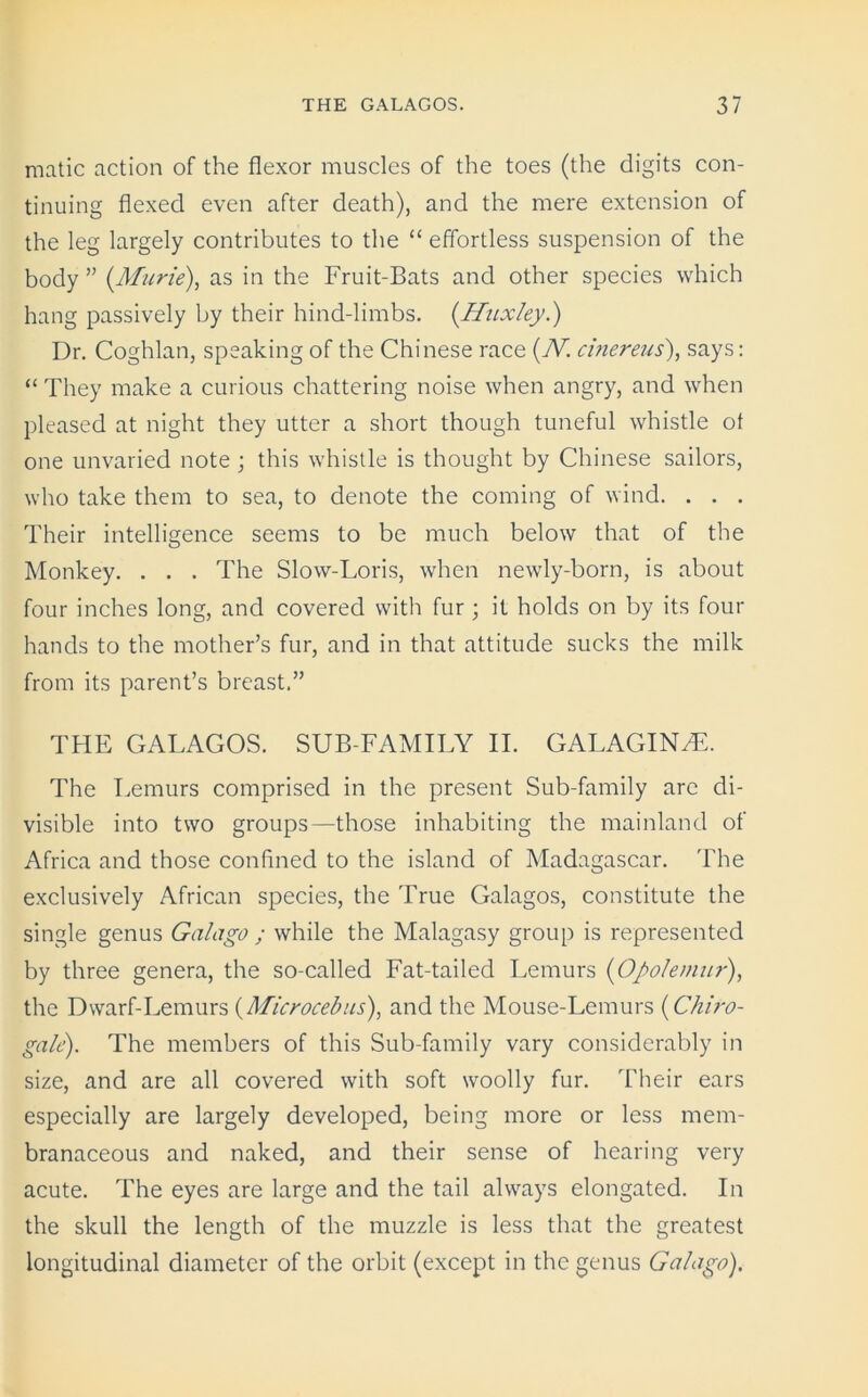 matic action of the flexor muscles of the toes (the digits con- tinuing flexed even after death), and the mere extension of the leg largely contributes to the “ effortless suspension of the body ” (.Murie), as in the Fruit-Bats and other species which hang passively by their hind-limbs. (Huxley.) Dr. Coghlan, speaking of the Chinese race (IV. cinereus), says: “ They make a curious chattering noise when angry, and when pleased at night they utter a short though tuneful whistle ot one unvaried note ; this whistle is thought by Chinese sailors, who take them to sea, to denote the coming of wind. . . . Their intelligence seems to be much below that of the Monkey. . . . The Slow-Loris, when newly-born, is about four inches long, and covered with fur; it holds on by its four hands to the mother’s fur, and in that attitude sucks the milk from its parent’s breast.” THE GALAGOS. SUB-FAMILY II. GALAGINHL The Lemurs comprised in the present Sub-family arc di- visible into two groups—those inhabiting the mainland of Africa and those confined to the island of Madagascar. The exclusively African species, the True Galagos, constitute the single genus Galago ; while the Malagasy group is represented by three genera, the so-called Fat-tailed Lemurs (Opolemur), the Dwarf-Lemurs (Microcebus), and the Mouse-Lemurs (Chiro- gale). The members of this Sub-family vary considerably in size, and are all covered with soft woolly fur. Their ears especially are largely developed, being more or less mem- branaceous and naked, and their sense of hearing very acute. The eyes are large and the tail always elongated. In the skull the length of the muzzle is less that the greatest longitudinal diameter of the orbit (except in the genus Galago).
