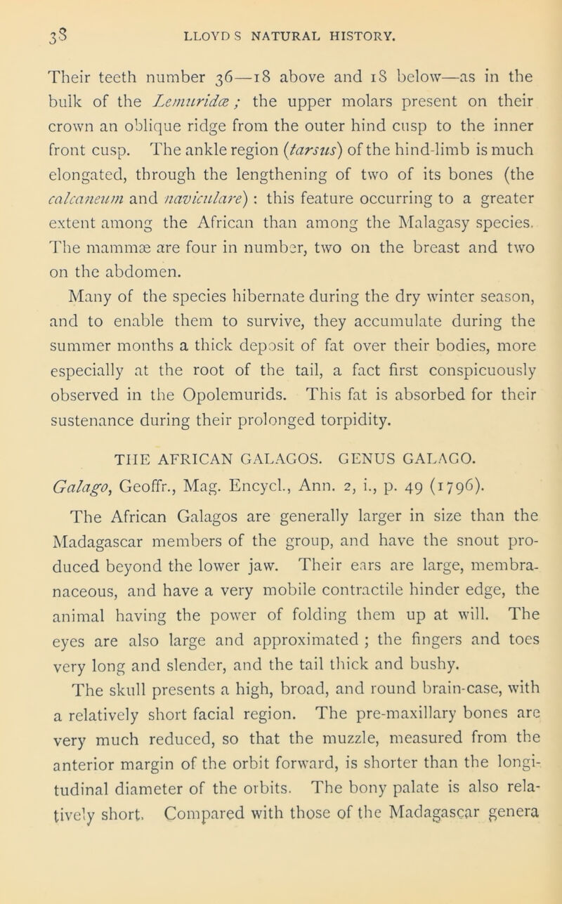 Their teeth number 36—18 above and iS below—as in the bulk of the Lemur idee. ; the upper molars present on their crown an oblique ridge from the outer hind cusp to the inner front cusp. The ankle region (tarsus) of the hind-limb is much elongated, through the lengthening of two of its bones (the calcaneum and naviculare): this feature occurring to a greater extent among the African than among the Malagasy species. The mammae are four in number, two on the breast and two on the abdomen. Many of the species hibernate during the dry winter season, and to enable them to survive, they accumulate during the summer months a thick deposit of fat over their bodies, more especially at the root of the tail, a fact first conspicuously observed in the Opolemurids. This fat is absorbed for their sustenance during their prolonged torpidity. TIIE AFRICAN GALAGOS. GENUS GALAGO. Galago, Geoffr., Mag. Encycl., Ann. 2, i., p. 49 (1796). The African Galagos are generally larger in size than the Madagascar members of the group, and have the snout pro- duced beyond the lower jaw. Their ears are large, membra- naceous, and have a very mobile contractile hinder edge, the animal having the power of folding them up at will. The eyes are also large and approximated ; the fingers and toes very long and slender, and the tail thick and bushy. The skull presents a high, broad, and round brain-case, with a relatively short facial region. The pre-maxillary bones are very much reduced, so that the muzzle, measured from the anterior margin of the orbit forward, is shorter than the longi- tudinal diameter of the orbits. The bony palate is also rela- tively short. Compared with those of the Madagascar genera