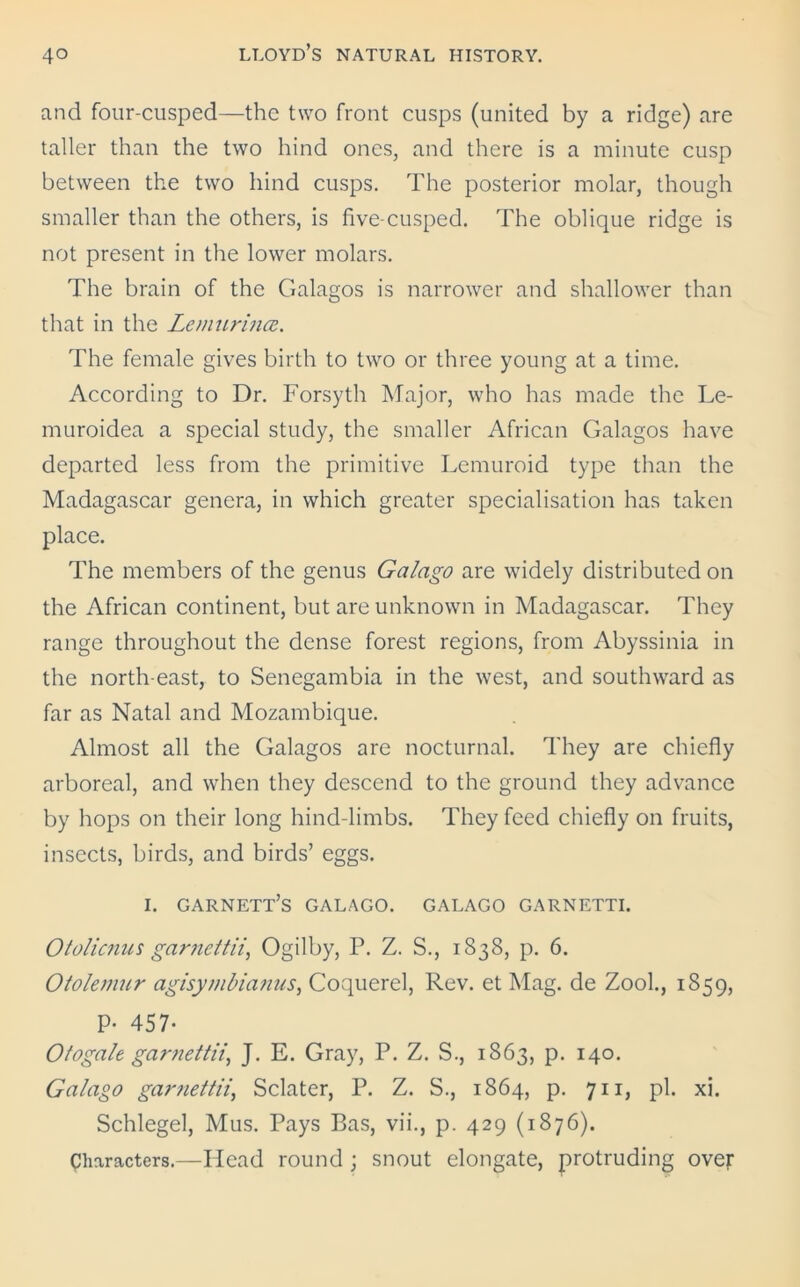 and four-cusped—the two front cusps (united by a ridge) are taller than the two hind ones, and there is a minute cusp between the two hind cusps. The posterior molar, though smaller than the others, is five-cusped. The oblique ridge is not present in the lower molars. The brain of the Galagos is narrower and shallower than that in the Lcmurincc. The female gives birth to two or three young at a time. According to Dr. Forsyth Major, who has made the Le- muroidea a special study, the smaller African Galagos have departed less from the primitive Lemuroid type than the Madagascar genera, in which greater specialisation has taken place. The members of the genus Galago are widely distributed on the African continent, but are unknown in Madagascar. They range throughout the dense forest regions, from Abyssinia in the north east, to Senegambia in the west, and southward as far as Natal and Mozambique. Almost all the Galagos are nocturnal. They are chiefly arboreal, and when they descend to the ground they advance by hops on their long hind-limbs. They feed chiefly on fruits, insects, birds, and birds’ eggs. i. Garnett’s galago, galago garnetti. Otolicnus garnettli, Ogilby, P. Z. S., 1838, p. 6. Otolemur agisymbianns, Coquerel, Rev. et Mag. de Zook, 1859, P- 457- Otogale garaeftii, J. E. Gray, P. Z. S., 1863, p. 140. Galago garnettii, Sclater, P. Z. S., 1864, p. 711, pi. xi. Schlegel, Mus. Pays Bas, vii., p. 429 (1876). Characters.—Head round ; snout elongate, protruding over