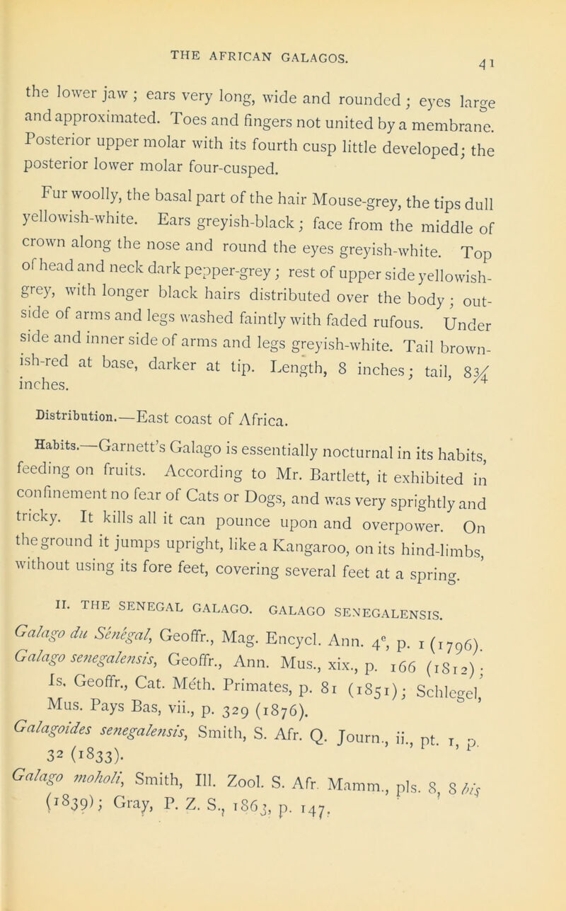 the lower jaw ; ears very long, wide and rounded; eyes large and approximated. Toes and fingers not united by a membrane. Posterior upper molar with its fourth cusp little developed; the posterior lower molar four-cusped. Fur woolly, the basal part of the hair Mouse-grey, the tips dull yellowish-white. Ears greyish-black; face from the middle of crown along the nose and round the eyes greyish-white. Top of head and neck dark pepper-grey; rest of upper side yellowish- grey, with longer black hairs distributed over the body ; out- side of arms and legs washed faintly with faded rufous. Under side and inner side of arms and legs greyish-white. Tail brown- ish-red at base, darker at tip. Length, 8 inches; tail, 83/ inches. 74 Distribution.—East coast of Africa. Habits.—Garnett’s Galago is essentially nocturnal in its habits feeding on fruits. According to Mr. Bartlett, it exhibited in confinement no fear of Cats or Dogs, and was very sprightly and tricky. It kills all it can pounce upon and overpower. On the ground it jumps upright, like a Kangaroo, on its hind-limbs, without using its fore feet, covering several feet at a spring. II. THE SENEGAL GALAGO. GALAGO SENEGALENSIS. Galago du Senegal, Geofifr, Mag. Encycl. Ann. 4«, p. x (i79m Galago senegalensis, Geoffr., Ann. Mus., xix., p. 166 (1S12); Ls, Geoffr., Cat. Meth. Primates, p. 81 (1851); Schlegel,' Mus. Pays Bas, vii., p. 329 (1876). Galagoides senegalensis, Smith, S. Afr. Q. Journ., ii., pt T 0 32 (1833). ’ iJ Galago moholi, Smith, 111. Zool. S. Afr. Mamm, pls. 8 8 (1839); Gray, P. Z. S.; 1863, p. 147,