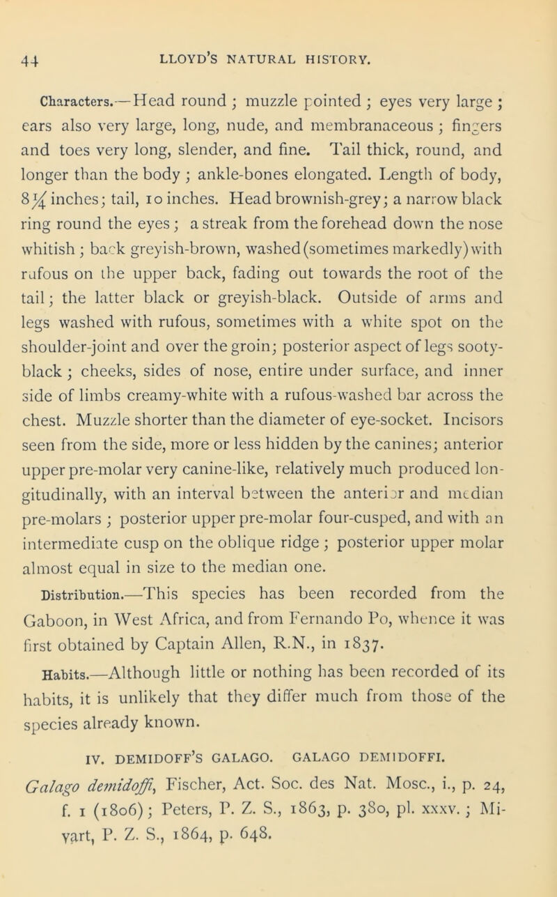 Characters.— Head round ; muzzle pointed ; eyes very large ; ears also very large, long, nude, and membranaceous ; fingers and toes very long, slender, and fine. Tail thick, round, and longer than the body ; ankle-bones elongated. Length of body, 8inches; tail, io inches. Head brownish-grey; a narrow black ring round the eyes ; a streak from the forehead down the nose whitish ; back greyish-brown, washed (sometimes markedly) with rufous on the upper back, fading out towards the root of the tail; the latter black or greyish-black. Outside of arms and legs washed with rufous, sometimes with a white spot on the shoulder-joint and over the groin; posterior aspect of legs sooty- black ; cheeks, sides of nose, entire under surface, and inner side of limbs creamy-white with a rufous-washed bar across the chest. Muzzle shorter than the diameter of eye-socket. Incisors seen from the side, more or less hidden by the canines; anterior upper pre-molar very canine-like, relatively much produced lon- gitudinally, with an interval between the anterior and median pre-molars ; posterior upper pre-molar four-cusped, and with an intermediate cusp on the oblique ridge ; posterior upper molar almost equal in size to the median one. Distribution.—This species has been recorded from the Gaboon, in West Africa, and from Fernando Po, whence it was first obtained by Captain Allen, R.N., in 1837. Habits.—Although little or nothing has been recorded of its habits, it is unlikely that they differ much from those of the species already known. IV. DEMIDOFF’S GALAGO. GALAGO DEM1DOFFI. Galago demidoffi, Fischer, Act. Soc. des Nat. Mosc., i., p. 24, f. 1 (1806); Peters, P. Z. S., 1863, p. 380, pi. xxxv. ; Mi- vart, P. Z. S., 1864, p. 648.