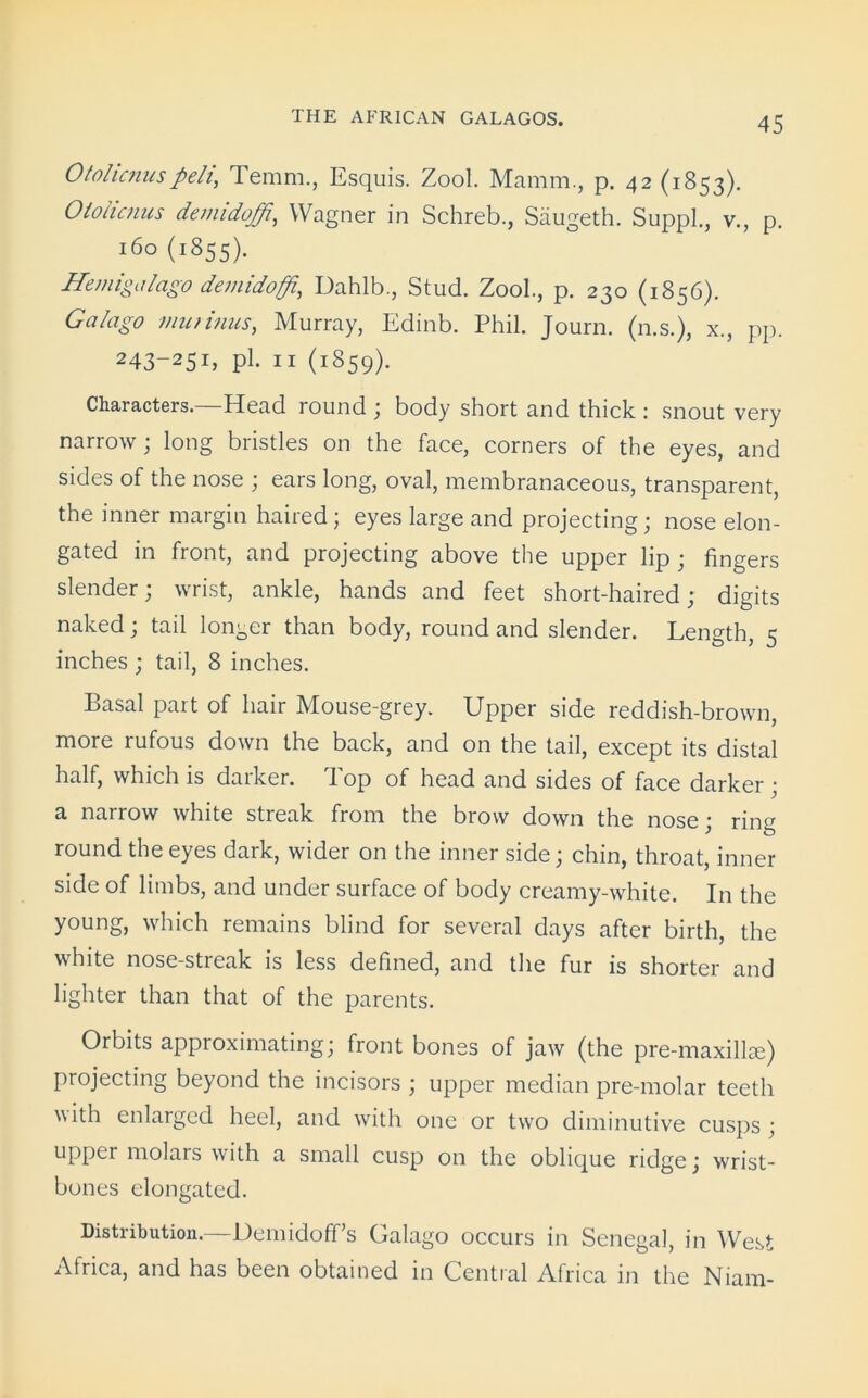 Otolicnuspeli, Temm., Esquis. Zool. Mamm., p. 42 (1853). Otolicnus demidoffi, Wagner in Schreb., Saugeth. Suppl., v., p. 160 (1855). Hemigalago demidoffi, Dahlb., Stud. Zool., p. 230 (1856). Galago mu turns, Murray, Edinb. Phil. Journ. (n.s.), x., pp. 243_25I> P1- 11 (1859). Characters.—Head round ; body short and thick : snout very narrow; long bristles on the face, corners of the eyes, and sides of the nose ; ears long, oval, membranaceous, transparent, the inner margin haired; eyes large and projecting; nose elon- gated in front, and projecting above the upper lip ; fingers slender; wrist, ankle, hands and feet short-haired; digits naked; tail longer than body, round and slender. Length, 5 inches ; tail, 8 inches. Basal part of hair Mouse-grey. Upper side reddish-brown, more rufous down the back, and on the tail, except its distal half, which is darker. Top of head and sides of face darker; a narrow white streak from the brow down the nose; ring round the eyes dark, wider on the inner side; chin, throat, inner side of limbs, and under surface of body creamy-white. In the young, which remains blind for several days after birth, the white nose-streak is less defined, and the fur is shorter and lighter than that of the parents. Orbits approximating; front bones of jaw (the pre-maxillse) projecting beyond the incisors ; upper median pre-molar teeth with enlarged heel, and with one or two diminutive cusps ; upper molars with a small cusp on the oblique ridge; wrist- bones elongated. doff s Galago occurs in Senegal, in West Africa, and has been obtained in Central Africa in the Niam-