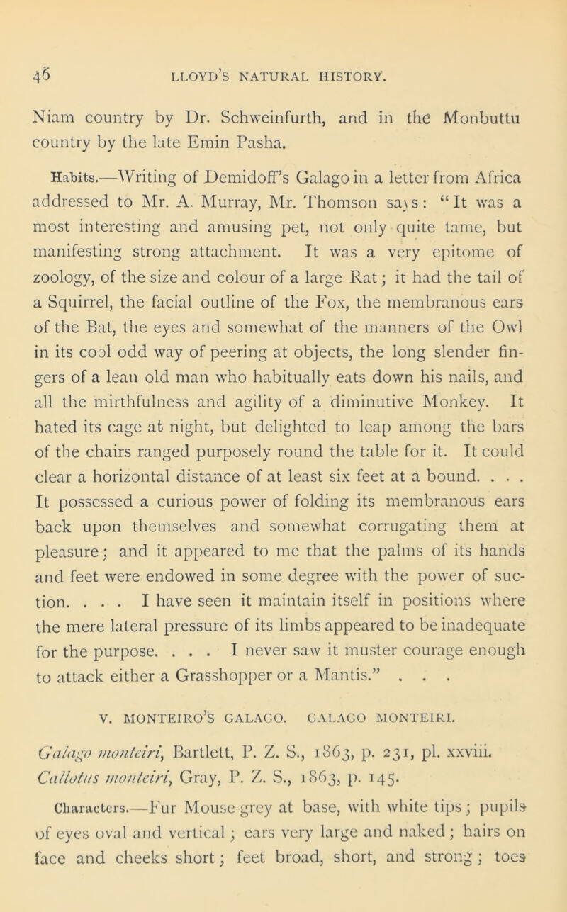 Niam country by Dr. Schweinfurth, and in the Monbuttu country by the late Emin Pasha. Habits.—AVriting of Demidoff’s Galago in a letter from Africa addressed to Mr. A. Murray, Mr. Thomson sa\s: “It was a most interesting and amusing pet, not only quite tame, but manifesting strong attachment. It was a very epitome of zoology, of the size and colour of a large Rat; it had the tail of a Squirrel, the facial outline of the Fox, the membranous ears of the Bat, the eyes and somewhat of the manners of the Owl in its cool odd way of peering at objects, the long slender fin- gers of a lean old man who habitually eats down his nails, and all the mirthfulness and agility of a diminutive Monkey. It hated its cage at night, but delighted to leap among the bars of the chairs ranged purposely round the table for it. It could clear a horizontal distance of at least six feet at a bound. . . . It possessed a curious power of folding its membranous ears back upon themselves and somewhat corrugating them at pleasure; and it appeared to me that the palms of its hands and feet were endowed in some degree with the power of suc- tion. ... I have seen it maintain itself in positions where the mere lateral pressure of its limbs appeared to be inadequate for the purpose. ... I never saw it muster courage enough to attack either a Grasshopper or a Mantis.” . . . V. MONTEIRO’s GALAGO. GALAGO MONTEIRI. Galago monteiri, Bartlett, P. Z. S., 1863, p. 231, pi. xxviii. Callotus monteiri, Gray, P. Z. S., 1863, p. 145. Characters.—Fur Mouse-grey at base, with white tips; pupils of eyes oval and vertical; ears very large and naked; hairs on face and cheeks short; feet broad, short, and strong; toes
