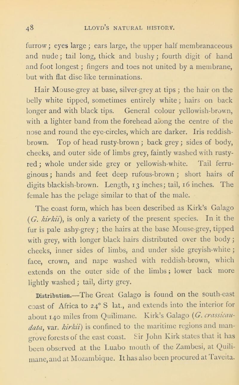furrow; eyes large ; ears large, the upper half membranaceous and nude; tail long, thick and bushy; fourth digit of hand and foot longest; fingers and toes not united by a membrane, but with flat disc like terminations. Hair Mouse-grey at base, silver-grey at tips ; the hair on the belly white tipped, sometimes entirely white; hairs on back longer and with black tips. General colour yellowish-brown, with a lighter band from the forehead along the centre of the nose and round the eye-circles, which are darker. Iris reddish- brown. Top of head rusty-brown ; back grey; sides of body, cheeks, and outer side of limbs grey, faintly washed with rusty- red ; whole underside grey or yellowish-white. Tail ferru- ginous ; hands and feet deep rufous-brown ; short hairs of digits blackish-brown. Length, 13 inches; tail, 16 inches. The female has the pelage similar to that of the male. The coast form, which has been described as Kirk’s Galago (G. kirkii), is only a variety of the present species. In it the fur is pale ashy-grey; the hairs at the base Mouse-grey, tipped with grey, with longer black hairs distributed over the body; cheeks, inner sides of limbs, and under side greyish-white; face, crown, and nape washed with reddish-brown, which extends on the outer side of the limbs ; lower back more lightly washed; tail, dirty grey. Distribution.—The Great Galago is found on the south-east coast of Africa to 240 S lat., and extends into the interior for about 140 miles from Quilimane. Kirk’s Galago (G. crassicau- data, var. kirkii) is confined to the maritime regions and man- grove forests of the east coast, fir John Kirk states that it has been observed at the Luabo mouth of the Zambesi, at Quili- mane,and at Mozambique. It has also been procured at Taveita.