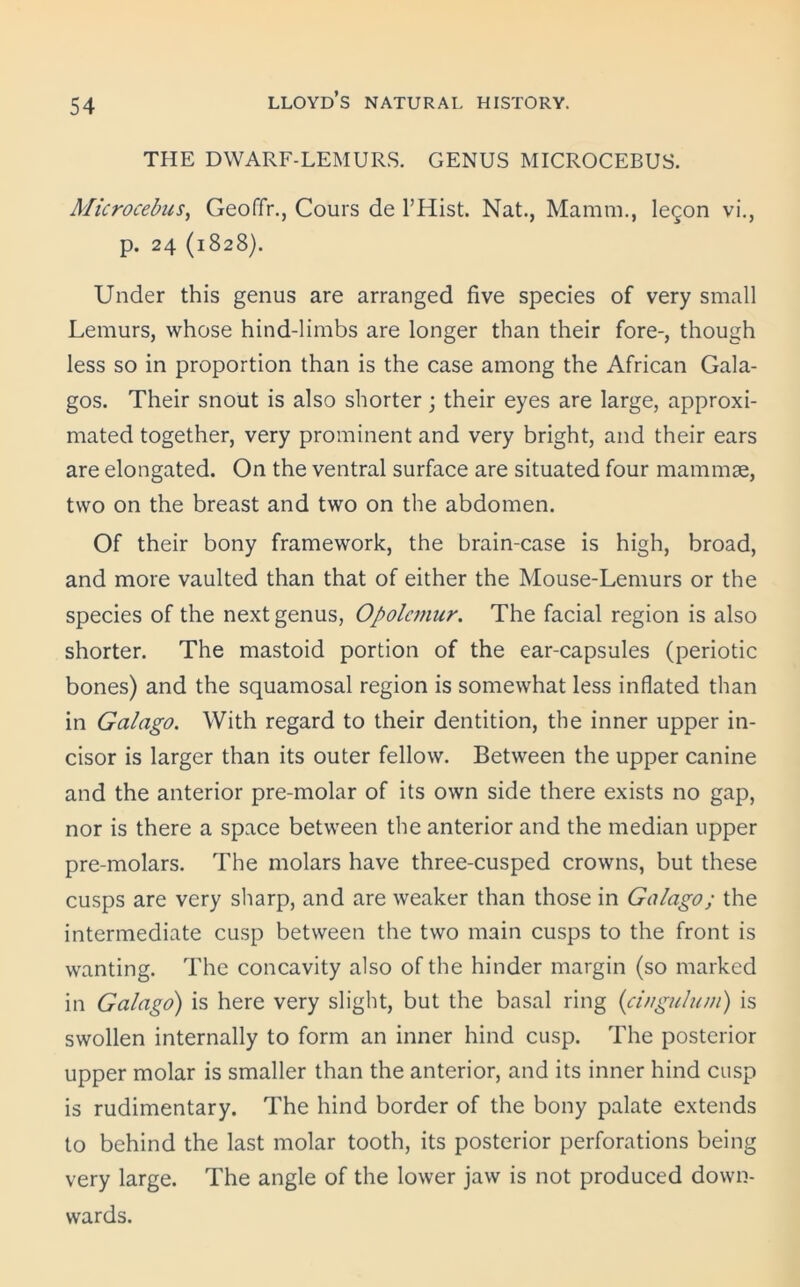 THE DWARF-LEMURS. GENUS MICROCEBUS. Microcebus, Geoffr., Cours de l’Hist. Nat., Mamm., legon vi., p. 24 (1828). Under this genus are arranged five species of very small Lemurs, whose hind-limbs are longer than their fore-, though less so in proportion than is the case among the African Gala- gos. Their snout is also shorter; their eyes are large, approxi- mated together, very prominent and very bright, and their ears are elongated. On the ventral surface are situated four mammae, two on the breast and two on the abdomen. Of their bony framework, the brain-case is high, broad, and more vaulted than that of either the Mouse-Lemurs or the species of the next genus, Opolcmur. The facial region is also shorter. The mastoid portion of the ear-capsules (periotic bones) and the squamosal region is somewhat less inflated than in Galago. With regard to their dentition, the inner upper in- cisor is larger than its outer fellow. Between the upper canine and the anterior pre-molar of its own side there exists no gap, nor is there a space between the anterior and the median upper pre-molars. The molars have three-cusped crowns, but these cusps are very sharp, and are weaker than those in Galago; the intermediate cusp between the two main cusps to the front is wanting. The concavity also of the hinder margin (so marked in Galago) is here very slight, but the basal ring {cingulum) is swollen internally to form an inner hind cusp. The posterior upper molar is smaller than the anterior, and its inner hind cusp is rudimentary. The hind border of the bony palate extends to behind the last molar tooth, its posterior perforations being very large. The angle of the lower jaw is not produced down- wards.