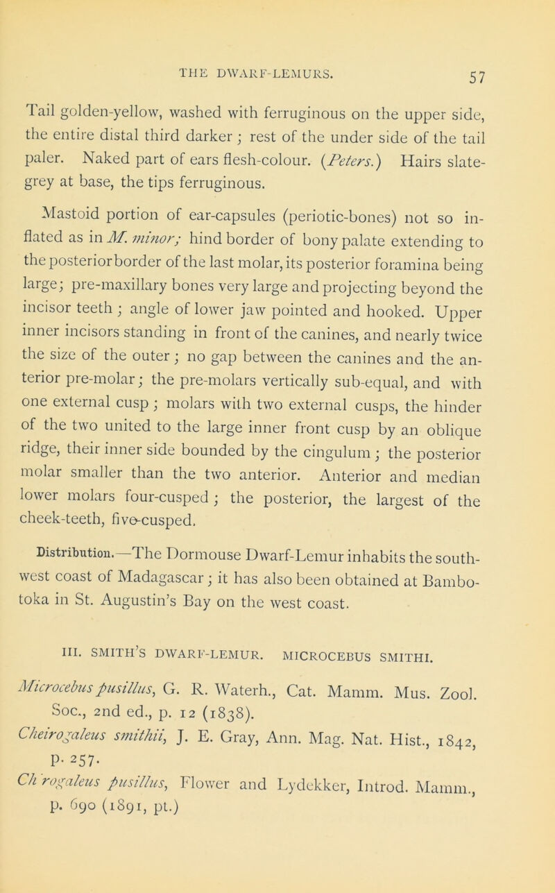 Tail golden-yellow, washed with ferruginous on the upper side, the entire distal third darker; rest of the under side of the tail paler. Naked part of ears flesh-colour. (Peters.) Hairs slate- grey at base, the tips ferruginous. Mastoid portion of ear-capsules (periotic-bones) not so in- flated as in AT. minor; hind border of bony palate extending to the posterior border of the last molar, its posterior foramina being large; pre-maxillary bones very large and projecting beyond the incisor teeth ; angle of lower jaw pointed and hooked. Upper ier incisors standing, in front of the canines, and nearly twice the size of the outer; no gap between the canines and the an- terior pre-molar; the pre-molars vertically sub-equal, and with one external cusp; molars with two external cusps, the hinder of the two united to the large inner front cusp by an oblique ridge, their inner side bounded by the cingulum ; the posterior molar smaller than the two anterior. Anterior and median lower molars four-cusped ; the posterior, the largest of the cheek-teeth, five-cusped. Distribution.—The Dormouse Dwarf-Lemur inhabits the south- west coast of Madagascar; it has also been obtained at Bambo- toka in St. Augustin’s Bay on the west coast. in. smith’s dwarf-lemur, microcebus smithi. Microcebus pusillus, G. R. Waterh., Cat. Mamm. Mus. Zook Soc., 2nd ed., p. 12 (1838). Cheiro-aleus smithii, J. E. Gray, Ann. Mag. Nat. Hist., 1842, P- 257- Ch rogaleus pusillus, Flower and Lydekker, Introd. Mamm., p. 690 (1891, pt.)