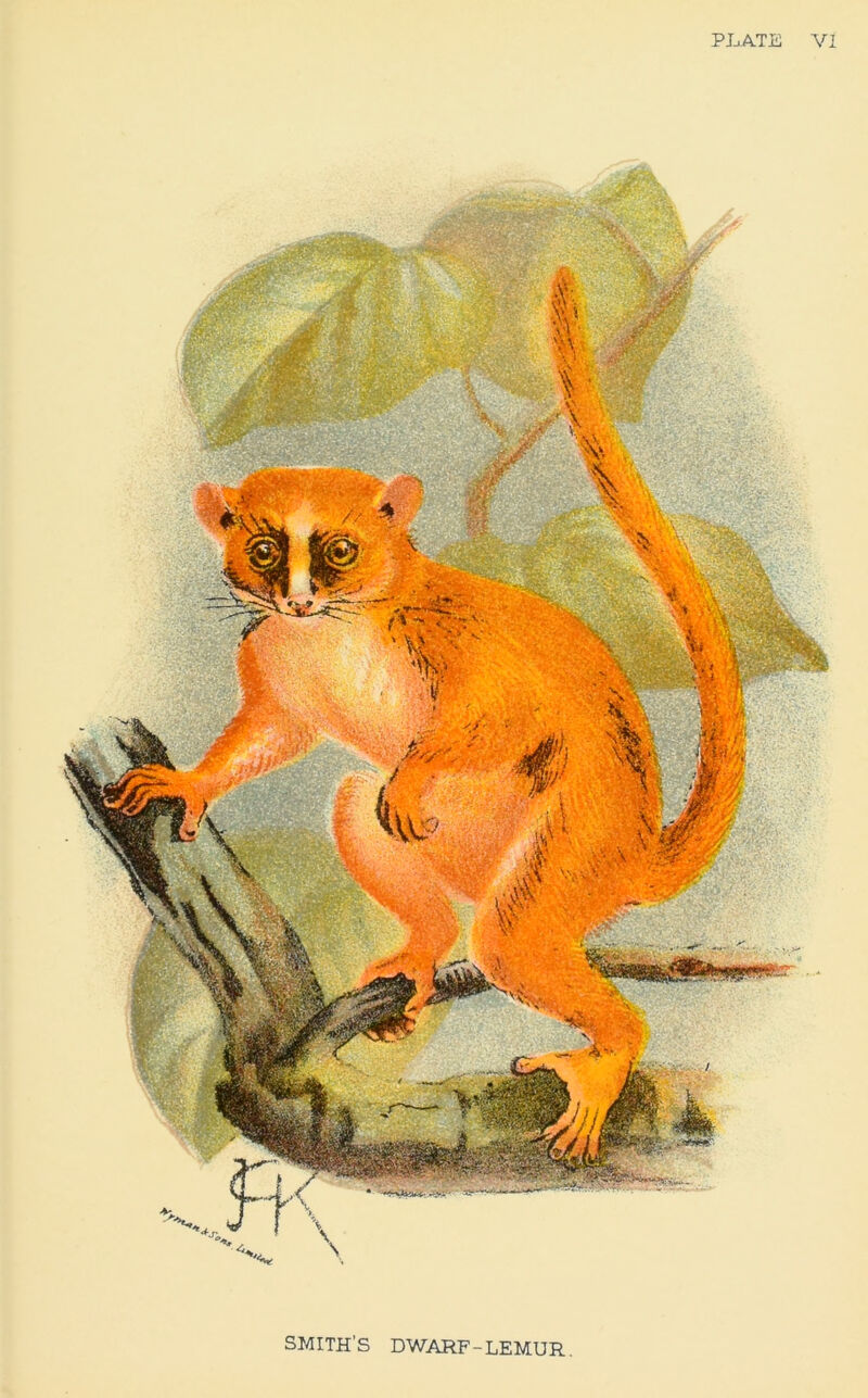 PLATE VI SMITH’S DWARF-LEMUR.