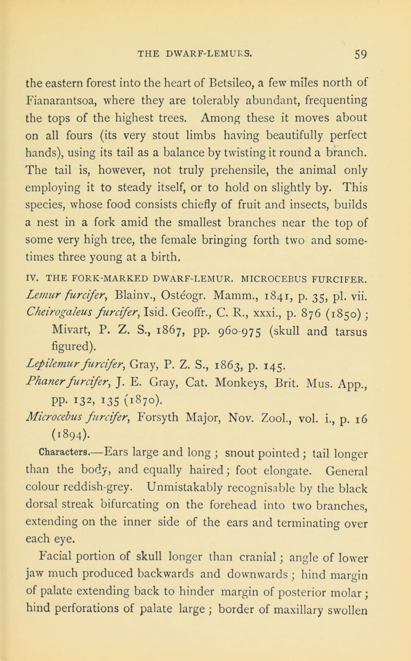 the eastern forest into the heart of Betsileo, a few miles north of Fianarantsoa, where they are tolerably abundant, frequenting the tops of the highest trees. Among these it moves about on all fours (its very stout limbs having beautifully perfect hands), using its tail as a balance by twisting it round a branch. The tail is, however, not truly prehensile, the animal only employing it to steady itself, or to hold on slightly by. This species, whose food consists chiefly of fruit and insects, builds a nest in a fork amid the smallest branches near the top of some very high tree, the female bringing forth two and some- times three young at a birth. IV. THE FORK-MARKED DWARF-LEMUR. MICROCEBUS FURCIFER. Lemur furcifer, Blainv., Osteogr. Mamm., 1841, p. 35, pi. vii. Cheirogaleus furcifer, Isid. Geoffr., C. R., xxxi., p. 876 (1850); Mivart, P. Z. S., 1867, pp. 960-975 (skull and tarsus figured). Lepilemur furcifer, Gray, P. Z. S., 1863, p. 145. Phanerfurcifer, J. E. Gray, Cat. Monkeys, Brit. Mus. App., PP- 132, 135 (1870). Microcebus furcifer, Forsyth Major, Nov. Zook, vol. i., p. 16 (1894). Characters.—Ears large and long ; snout pointed; tail longer than the body, and equally haired; foot elongate. General colour reddish-grey. Unmistakably recognisable by the black dorsal streak bifurcating on the forehead into two branches, extending on the inner side of the ears and terminating over each eye. Facial portion of skull longer than cranial; angle of lower jaw much produced backwards and downwards; hind margin of palate extending back to hinder margin of posterior molar ; hind perforations of palate large ; border of maxillary swollen
