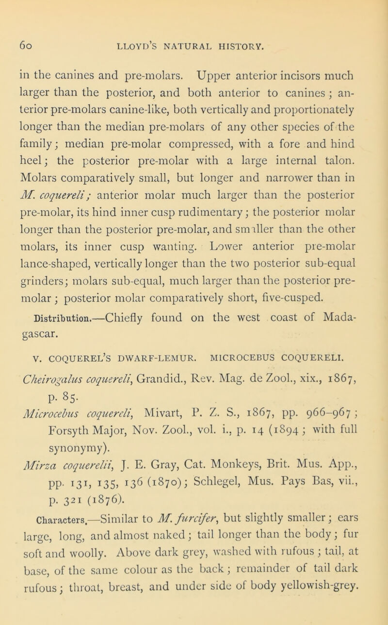 in the canines and pre-molars. Upper anterior incisors much larger than the posterior, and both anterior to canines ; an- terior pre-molars canine-like, both vertically and proportionately longer than the median pre-molars of any other species of the family; median pre-molar compressed, with a fore and hind heel; the posterior pre-molar with a large internal talon. Molars comparatively small, but longer and narrower than in M. coquereli; anterior molar much larger than the posterior pre-molar, its hind inner cusp rudimentary; the posterior molar longer than the posterior pre-molar, and simller than the other molars, its inner cusp wanting. Lower anterior pre-molar lance-shaped, vertically longer than the two posterior sub-equal grinders; molars sub-equal, much larger than the posterior pre- molar ; posterior molar comparatively short, five-cusped. Distribution.—Chiefly found on the west coast of Mada- gascar. v. coquerel’s dwarf-lemur, microcebus coquereli. Cheirogalus coquereli, Grandid., Rev. Mag. de Zook, xix., 1867, p. 85. Microcebus coquereli, Mivart, P. Z. S., 1867, pp. 966-967 ; Forsyth Major, Nov. Zool., vol. i., p. 14 (1894; with full synonymy). Mirza coquerelii, J. E. Gray, Cat. Monkeys, Brit. Mus. App., PP- 131, 135, 136 (1870); Schlegel, Mus. Pays Bas, vii., p. 321 (1876). Characters.—Similar to M. furcifer, but slightly smaller ; ears large, long, and almost naked; tail longer than the body; fur soft and woolly. Above dark grey, washed with rufous ; tail, at base, of the same colour as the back ; remainder of tail dark rufous; throat, breast, and under side of body yellowish-grey.