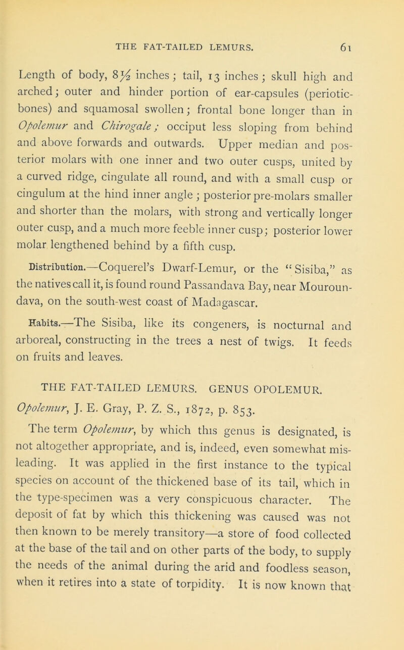 Length of body, 8}4 inches; tail, 13 inches; skull high and arched; outer and hinder portion of ear-capsules (periotic- bones) and squamosal swollen; frontal bone longer than in Opolemur and Chirogale; occiput less sloping from behind and above forwards and outwards. Upper median and pos- terior molars with one inner and two outer cusps, united by a curved ridge, cingulate all round, and with a small cusp or cingulum at the hind inner angle ; posterior pre-molars smaller and shorter than the molars, with strong and vertically longer outer cusp, and a much more feeble inner cusp; posterior lower molar lengthened behind by a fifth cusp. Distribution.—Coquerel’s Dwarf-Lemur, or the <£ Sisiba,” as the natives call it, is found round Passandava Bay, near Mouroun- dava, on the south-west coast of Madagascar. Habits.—The Sisiba, like its congeners, is nocturnal and arboreal, constructing in the trees a nest of twigs. It feeds on fruits and leaves. THE FAT-TAILED LEMURS. GENUS OPOLEMUR. Opolemur, J. E. Gray, P. Z. S., 1872, p. 853. The term Opolemur, by which this genus is designated, is not altogether appropriate, and is, indeed, even somewhat mis- leading. It was applied in the first instance to the typical species on account of the thickened base of its tail, which in the type-specimen was a very conspicuous character. The deposit of fat by which this thickening was caused was not then known to be merely transitory—a store of food collected at the base of the tail and on other parts of the body, to supply the needs of the animal during the arid and foodless season, when it retires into a state of torpidity. It is now known that