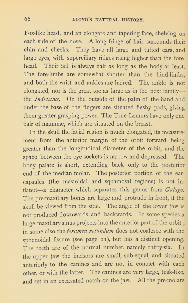 Fox-likc head, and an elongate and tapering face, shelving on each side of the nose. A long fringe of hair surrounds their chin and cheeks. They have all large and tufted ears, and large eyes, with superciliary ridges rising higher than the fore- head. Their tail is always half as long as the body at least. The fore-limbs are somewhat shorter than the hind-limbs, and both the wrist and ankles are haired. The ankle is not elongated, nor is the great toe as large as in the next family— the Indrisince. On the outside of the palm of the hand and under the base of the fingers are situated fleshy pads, giving them greater grasping power. The True Lemurs have only one pair of mammae, which are situated on the breast. In the skull the facial region is much elongated, its measure- ment from the anterior margin of the orbit forward being greater than the longitudinal diameter of the orbit, and the space between the eye-sockets is narrow and depressed. The bony palate is short, extending back only to the posterior end of the median molar. The posterior portion of the ear- capsules (the mastoidal and squamosal regions) is not in- flated—a character which separates this genus from Galago. The pre-maxillary bones are large and protrude in front, if the skull be viewed from the side. The angle of the lower jaw is not produced downwards and backwards. In some species a large maxillary sinus projects into the anterior part of the orbit; in some also the foramen rotundum does not coalesce with the sphenoidal fissure (see page n), but has a distinct opening. The teeth are of the normal number, namely thirty-six. In the upper jaw the incisors are small, sub-equal, and situated anteriorly to the canines and are not in contact with each other, or with the latter. The canines are very large, tusk-like, and set in an excavated notch on the jaw. All the pre-molars