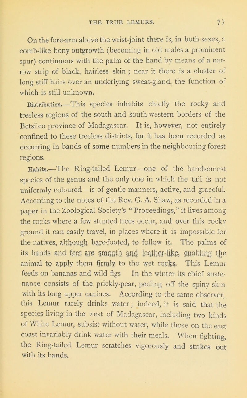 On the fore-arm above the wrist-joint there is, in both sexes, a comb-like bony outgrowth (becoming in old males a prominent spur) continuous with the palm of the hand by means of a nar- row strip of black, hairless skin ; near it there is a cluster of long stiff hairs over an underlying sweat-gland, the function of which is still unknown. Distribution.—This species inhabits chiefly the rocky and treeless regions of the south and south-western borders of the Betsileo province of Madagascar. It is, however, not entirely confined to these treeless districts, for it has been recorded as occurring in bands of some numbers in the neighbouring forest regions. Habits.—The Ring-tailed Lemur—one of the handsomest species of the genus and the only one in which the tail is not uniformly coloured—is of gentle manners, active, and graceful. According to the notes of the Rev. G. A. Shaw, as recorded in a paper in the Zoological Society’s “Proceedings,” it lives among the rocks where a few stunted trees occur, and over this rocky ground it can easily travel, in places where it is impossible for the natives, although bare-footed, to follow it. The palms of its hands and feet are smQQih $nd Le^her-lfc enabling tire animal to apply them firmly to the wet ropks. This Lemur feeds on bananas and wild figs In the winter its chief suste- nance consists of the prickly-pear, peeling off the spiny skin with its long upper canines. According to the same observer, this Lemur rarely drinks water; indeed, it is said that the species living in the west of Madagascar, including two kinds of White Lemur, subsist without water, while those on the east coast invariably drink water with their meals. When fighting, the Ring-tailed Lemur scratches vigorously and strikes out with its hands.