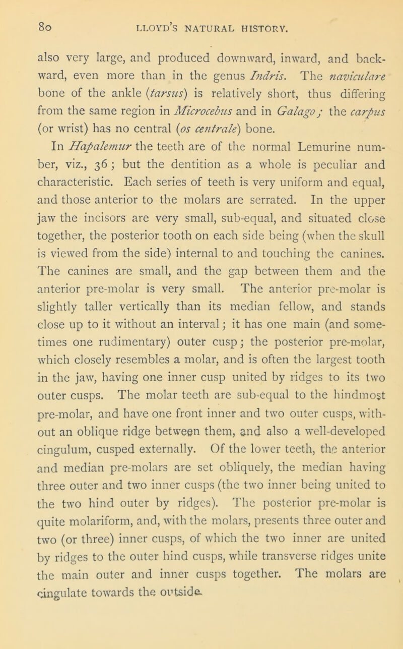 also very large, and produced downward, inward, and back- ward, even more than in the genus Indris. The naviailare bone of the ankle (tarsus) is relatively short, thus differing from the same region in Microcebus and in Galago; the carpus (or wrist) has no central (os centrale) bone. In Hapalemur the teeth are of the normal Lemurine num- ber, viz., 36 ; but the dentition as a whole is peculiar and characteristic. Each series of teeth is very uniform and equal, and those anterior to the molars are serrated. In the upper jaw the incisors are very small, sub-equal, and situated close together, the posterior tooth on each side being (when the skull is viewed from the side) internal to and touching the canines. The canines are small, and the gap between them and the anterior pre-molar is very small. The anterior pre-molar is slightly taller vertically than its median fellow, and stands close up to it without an interval; it has one main (and some- times one rudimentary) outer cusp; the posterior pre-molar, which closely resembles a molar, and is often the largest tooth in the jaw, having one inner cusp united by ridges to its two outer cusps. The molar teeth are sub-equal to the hindmost pre-molar, and have one front inner and two outer cusps, with- out an oblique ridge between them, and also a well-developed cingulum, cusped externally. Of the lower teeth, the anterior and median pre-molars are set obliquely, the median having three outer and two inner cusps (the two inner being united to the two hind outer by ridges). The posterior pre-molar is quite molariform, and, with the molars, presents three outer and two (or three) inner cusps, of which the two inner are united by ridges to the outer hind cusps, while transverse ridges unite the main outer and inner cusps together. The molars are cingulate towards the outside.