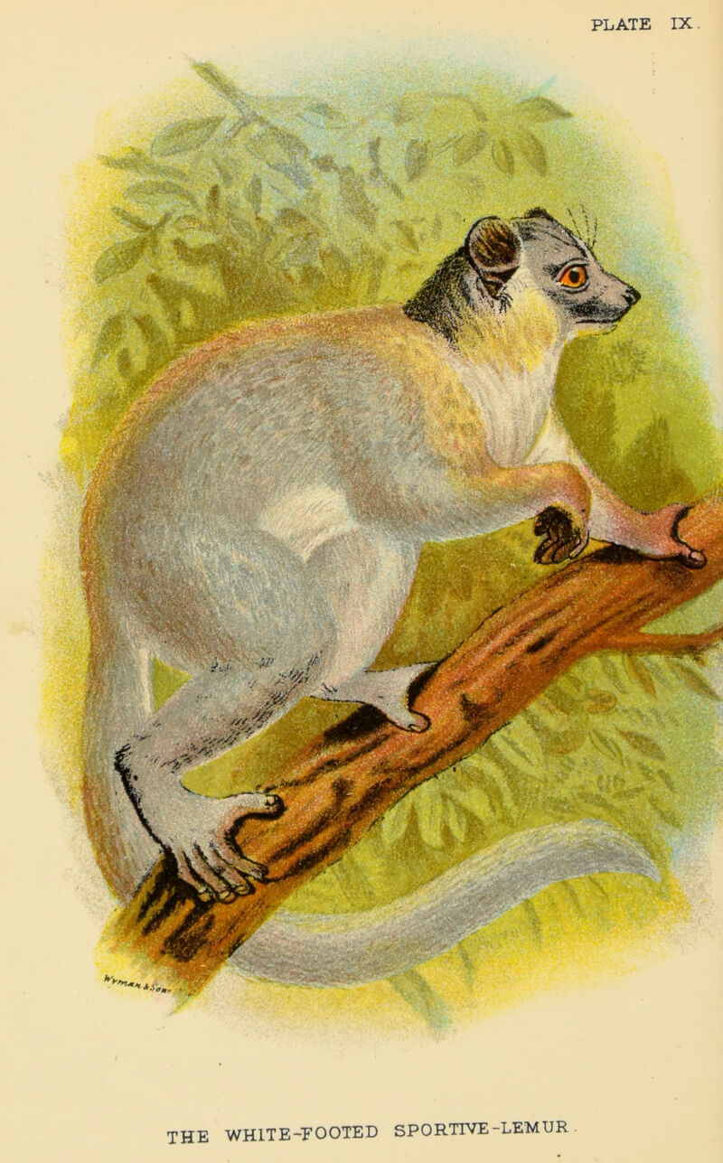 MM PLATE IX THE WHITE-'FOOTED SPORTIVE-LEMUR