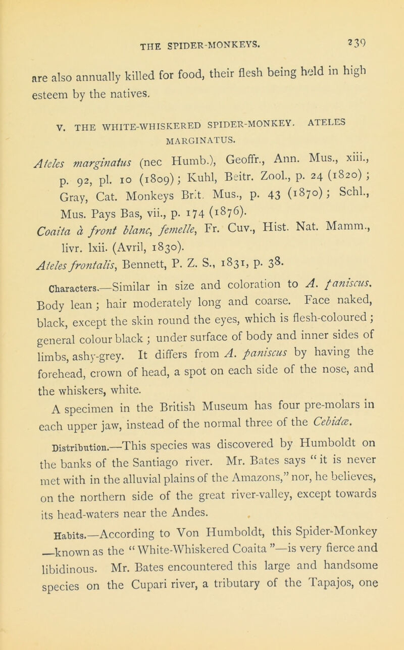 are also annually killed for food, their flesh being hold in hi^h esteem by the natives. V. THE WHITE-WHISKERED SPIDER-MONKEY. ATELES MARGINATUS. Aides marginatus (nec Humb.), Geoffr., Ann. Mus., xm., p. 92, pi. 10 (1809); Kuhl, Beitr. Zool., p. 24 (1820); Gray, Cat. Monkeys Brit. Mus., p. 43 (i87°) J SchL> Mus. Pays Bas, vii., p. 174 (i87^)- Coaita a front blanc, fenielle, Fr. Cuv., Hist. Nat. Mamm., livr. lxii. (Avril, 1830). Aieles fro7italis, Bennett, P. Z. S., 1831, p. 38, Characters.—Similar in size and coloration to A. font sens. Body lean ; hair moderately long and coarse. Face naked, black, except the skin round the eyes, which is flesh-coloured; general colour black ; under surface of body and inner sides of limbs, ashy-grey. It differs from A. paniscus by having the forehead, crown of head, a spot on each side of the nose, and the whiskers, white. A specimen in the British Museum has four pi e-molars in each upper jaw, instead of the normal three of the Ccbidcc. Distribution.—This species was discovered by Humboldt on the banks of the Santiago river. Mr. Bates says “ it is never met with in the alluvial plains of the Amazons, nor, he believes, on the northern side of the great river-valley, except towaids its head-waters near the Andes. Habits.—According to Von Humboldt, this Spider-Monkey —known as the “ White-Whiskered Coaita is very fierce and libidinous. Mr. Bates encountered this large and handsome species on the Cupari river, a tributary of the Tapajos, one