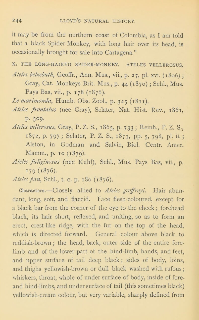 it may be from the northern coast of Colombia, as I am told that a black Spider-Monkey, with long hair over its head, is occasionally brought for sale into Cartagena.” X. THE LONG-HAIRED SPIDER-MONKEY. ATELES VELLEROSUS. Aleles belzebuth, Geoffr., Ann. Mus., vii., p. 27, pi. xvi. (1806) ; Gray, Cat. Monkeys Brit. Mus., p. 44 (1870); Schl., Mus. Pays Bas, vii., p. 178 (1876). Le marimojida, Humb. Obs. Zool., p. 325 (1811). Ateles frontatus (nec Gray), Sclater, Nat. Hist. Rev., 1861, p. 509. Ateles vellerosus, Gray, P. Z. S., 1865, p. 733; Reinh., P. Z. S., 1872, p. 797; Sclater, P. Z. S., 1873, pp. 5, 798, pi. ii.; Alston, in Godman and Salvin, Biol. Centr. Amer. Mamm., p. 10 (1879). Ateles fuliginosus (nec Kuhl), Schl., Mus. Pays Bas, vii., p. 179 (1876). Ateles/>an, Schl., t. c. p. 180 (1876). Characters.—Closely allied to Ateles gcoffroyi. Hair abun- dant, long, soft, and flaccid. Face flesh coloured, except for a black bar from the corner of the eye to the cheek; forehead black, its hair short, reflexed, and uniting, so as to form an erect, crest-like ridge, with the fur on the top of the head, which is directed forward. General colour above black to reddish-brown; the head, back, outer side of the entire fore- limb and of the lower part of the hind-limb, hands, and feet, and upper surface of tail deep black; sides of body, loins, and thighs yellowish-brown or dull black washed with rufous; whiskers, throat, whole of under surface of body, inside of fore- and hind-limbs, and undersurface of tail (this sometimes black) yellowish cream colour, but very variable, sharply defined from