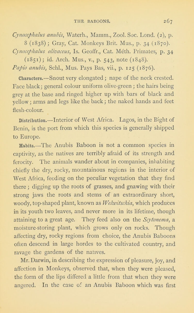 Cynocephalus anubis, Waterh., Mamm., Zool. Soc. Lond. (2), p. 8 (1838); Gray, Cat. Monkeys Brit. Mus., p. 34 (1870). Cynocephalus olivaceus, Is. Geoffr., Cat. Meth. Primates, p. 34 (1851); id. Arch. Mus., v., p. 543, note (1848). Papio anubis, Schl., Mus. Pays Bas, vii., p. 125 (1876). Characters.—Snout very elongated ; nape of the neck crested. Face black; general colour uniform olive-green ; the hairs being grey at the base and ringed higher up with bars of black and yellow; arms and legs like the back; the naked hands and feet flesh-colour. Distribution.—Interior of West Africa. Lagos, in the Bight of Benin, is the port from which this species is generally shipped to Europe. Habits.—The Anubis Baboon is not a common species in captivity, as the natives are terribly afraid of its strength and ferocity. The animals wander about in companies, inhabiting chiefly the dry, rocky, mountainous regions in the interior of West Africa, feeding on the peculiar vegetation that they find there; digging up the roots of grasses, and gnawing with their strong jaws the roots and stems of an extraordinary short, woody, top-shaped plant, known as Welwitschia, which produces in its youth two leaves, and never more in its lifetime, though attaining to a great age. They feed also on the Scytonema, a moisture-storing plant, which grows only on rocks. Though affecting dry, rocky regions from choice, the Anubis Baboons often descend in large hordes to the cultivated country, and ravage the gardens of the natives. Mr. Darwin, in describing the expression of pleasure, joy, and affection in Monkeys, observed that, when they were pleased, the form of the lips differed a little from that when they were angered. In the case of an Anubis Baboon which was first