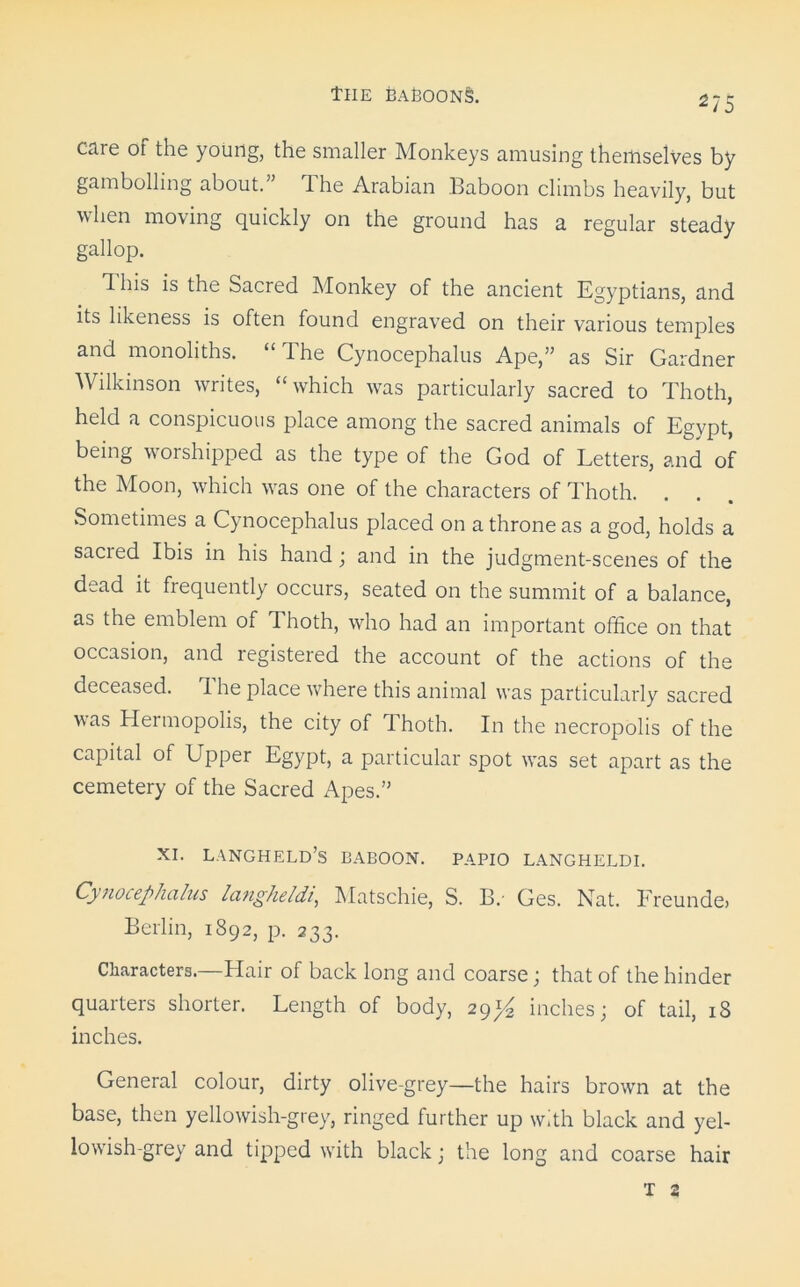cnie of the young, the smaller Monkeys amusing themselves by gambolling about.” The Arabian Baboon climbs heavily, but when moving quickly on the ground has a regular steady gallop. d his is the Sacred Monkey of the ancient Egyptians, and its likeness is often found engraved on their various temples and monoliths. “The Cynocephalus Ape,” as Sir Gardner Wilkinson writes, “which was particularly sacred to Thoth, held a conspicuous place among the sacred animals of Egypt, being worshipped as the type of the God of Letters, and of the Moon, which was one of the characters of Thoth. . . Sometimes a Cynocephalus placed on a throne as a god, holds a sacred Ibis in his hand; and in the judgment-scenes of the dead it frequently occurs, seated on the summit of a balance, as the emblem of Thoth, who had an important office on that occasion, and registered the account of the actions of the deceased. The place where this animal was particularly sacred was Hermopolis, the city of Thoth. In the necropolis of the capital of Upper Egypt, a particular spot v’as set apart as the cemetery of the Sacred Apes.” XI. langheld’s baboon, papio langheldi. Cynocephalus langheldi, Matschie, S. B. Ges. Nat. Freunde, Berlin, 1892, p. 233. Characters.—Hair of back long and coarse; that of the hinder quarters shorter. Length of body, 29*4 inches; of tail, 18 inches. General colour, dirty olive-grey—the hairs brown at the base, then yellowish-grey, ringed further up with black and yel- lowish-grey and tipped with black; the long and coarse hair